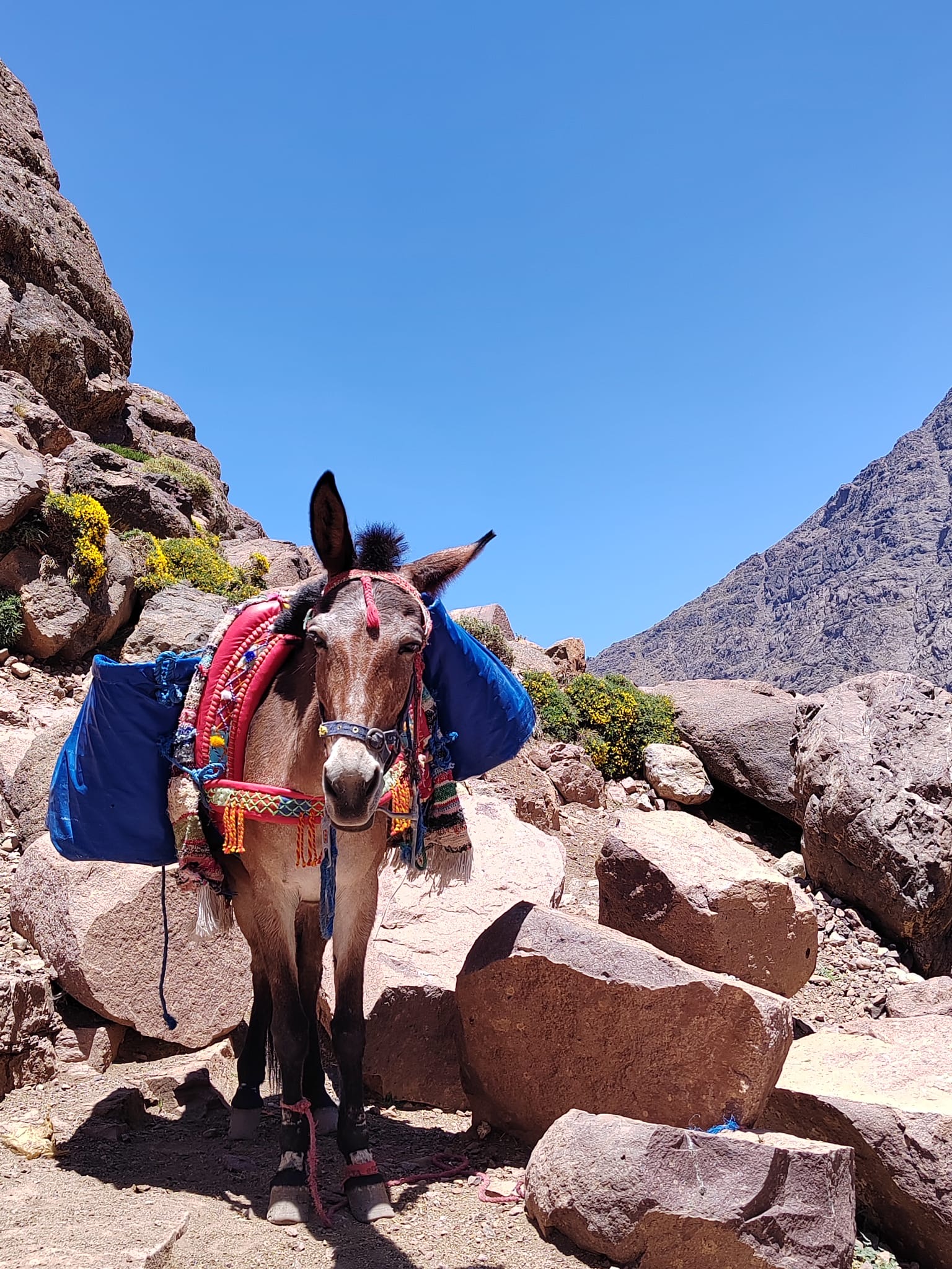 Morocco Family Adventure 