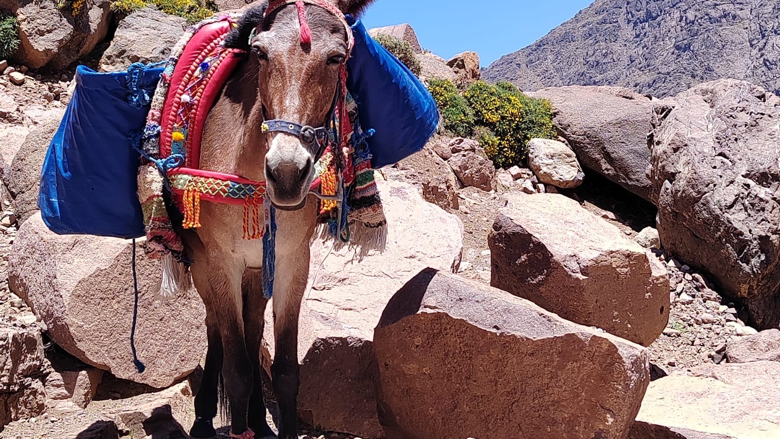 Morocco Family Adventure