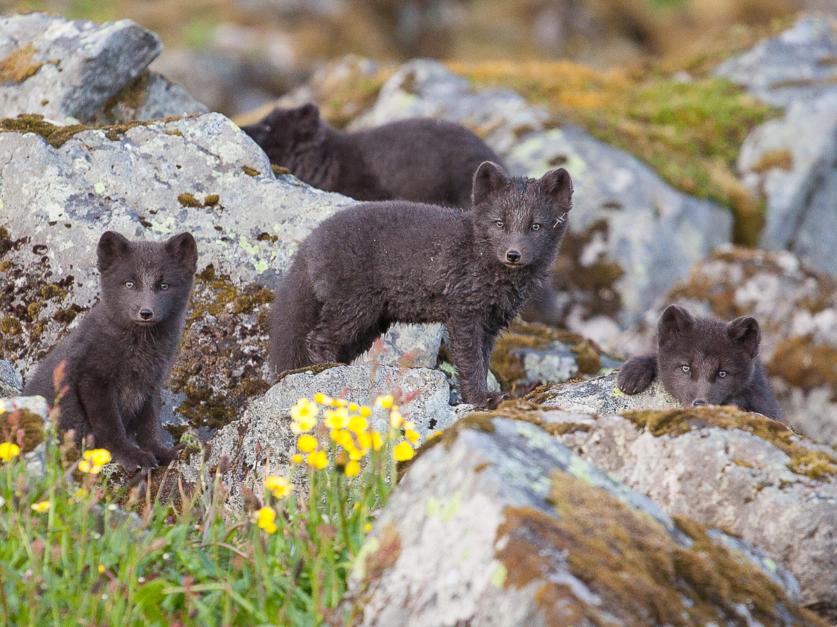 media_JW7E65Z3FJZGGKF6