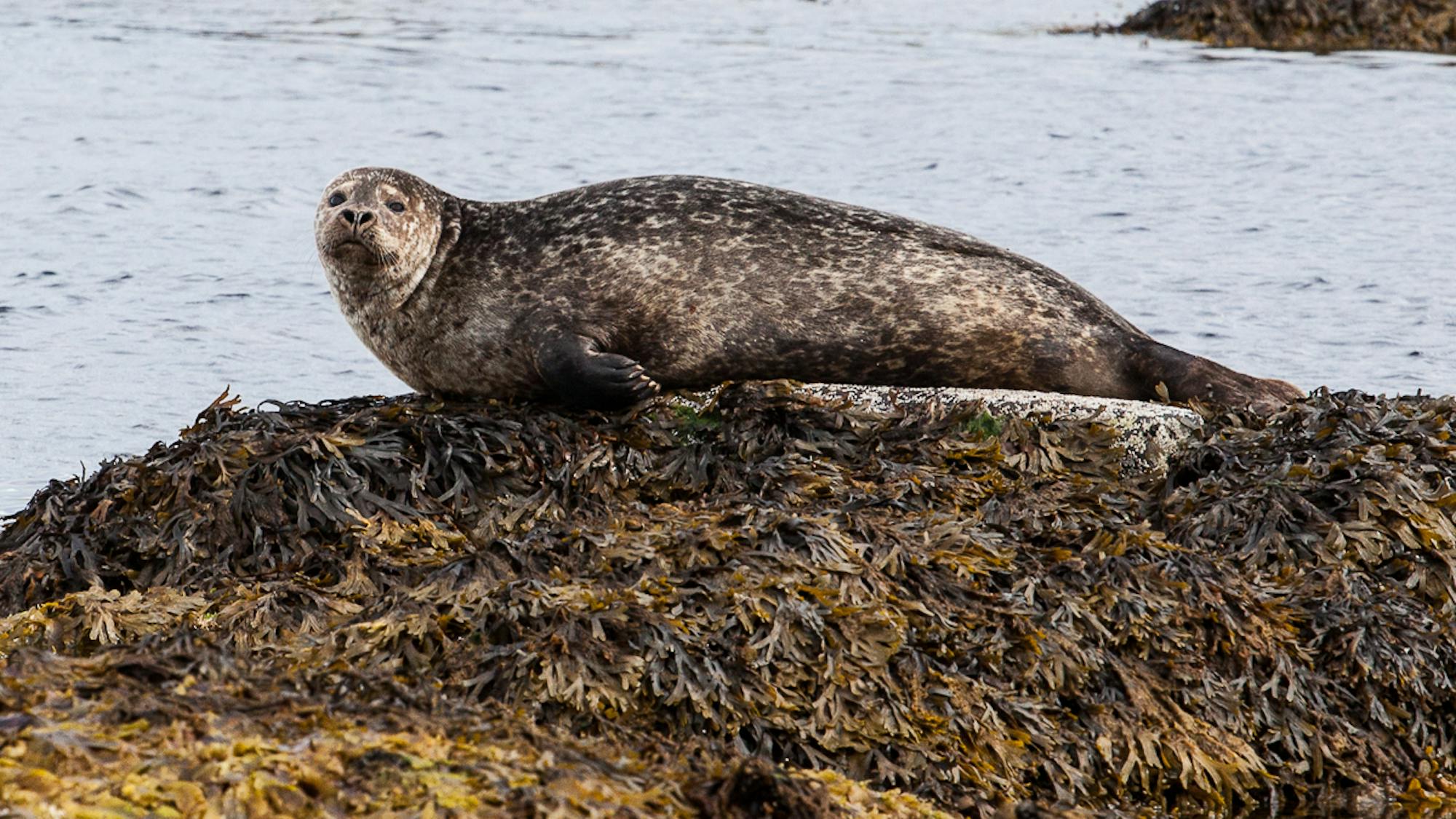 Hornstrandir Traverse