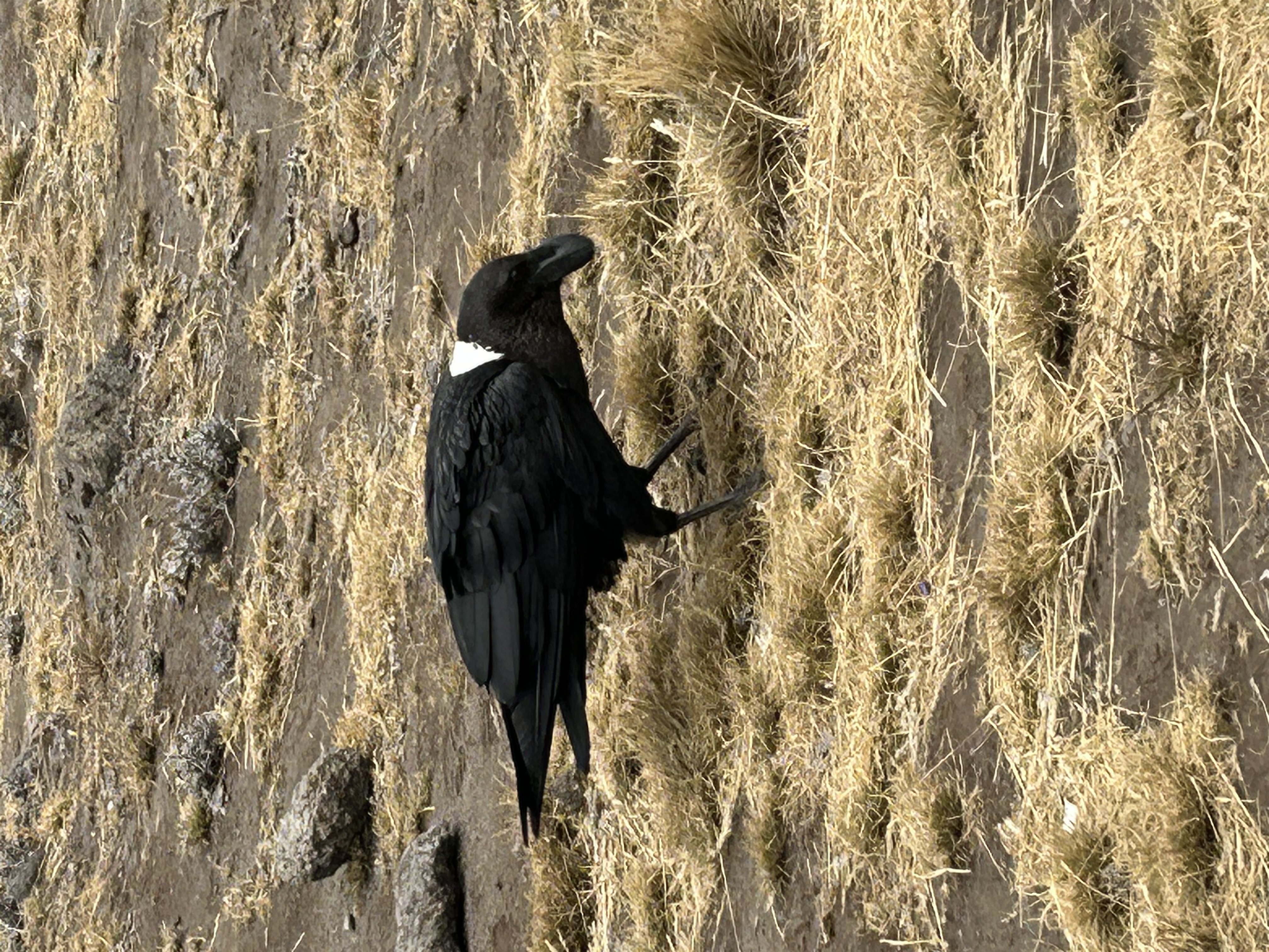 media_8ZYF4AN7H5F5D8RR