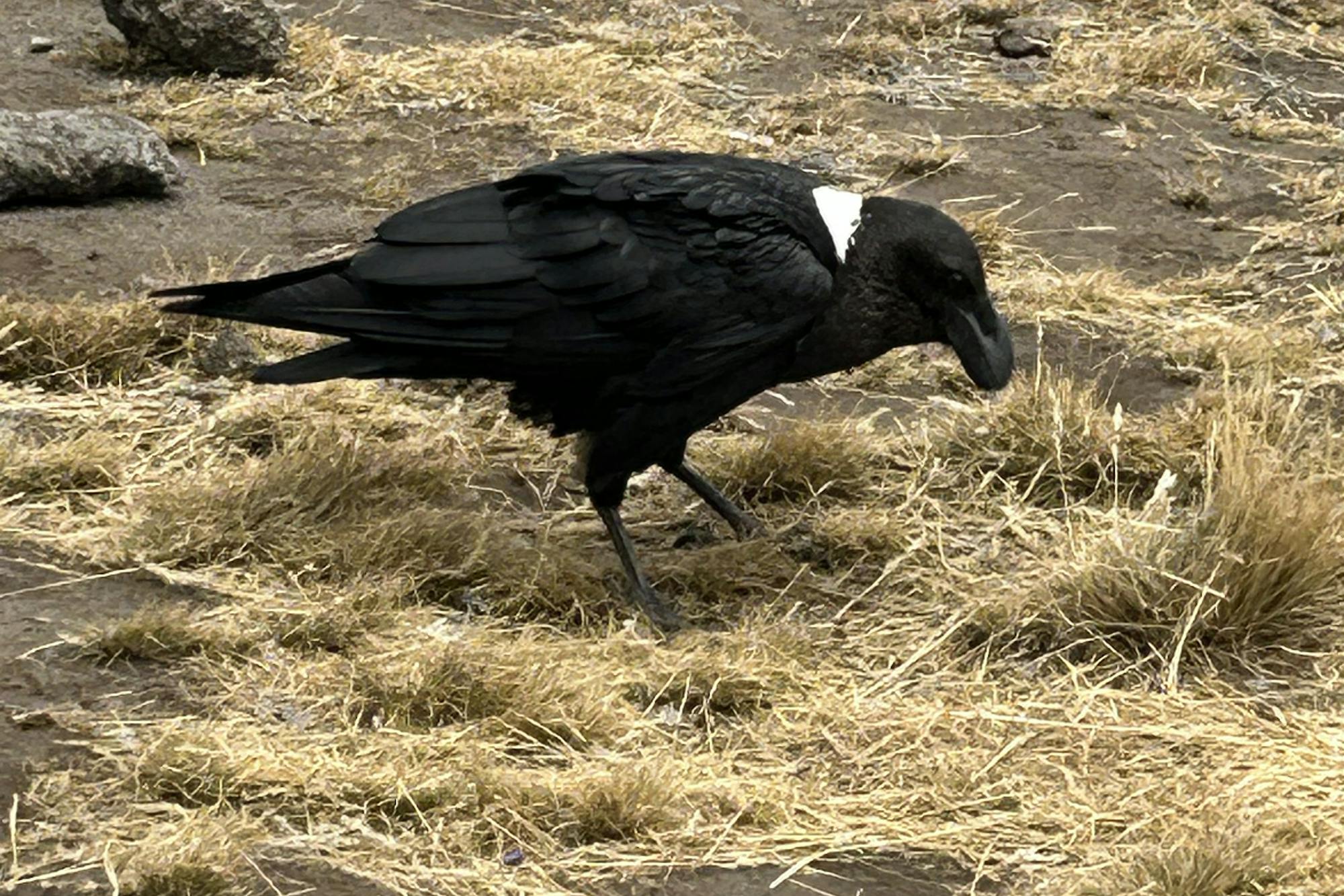 media_8ZYF4AN7H5F5D8RR