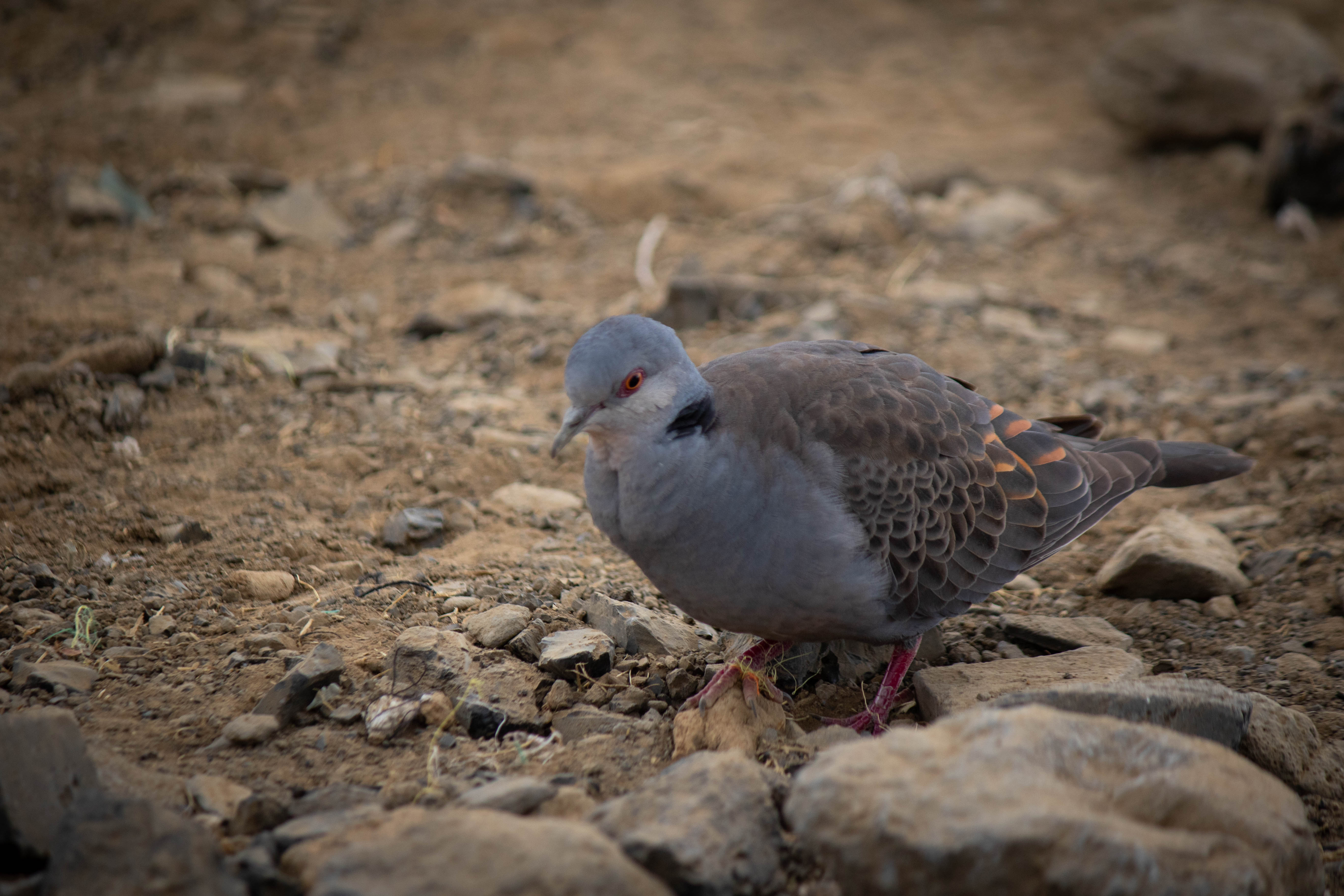 media_SNCC42DD6SG6J5AA