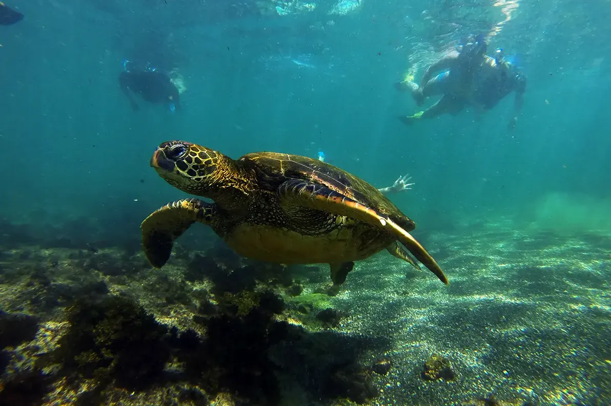 The Best of Galapagos Adventure