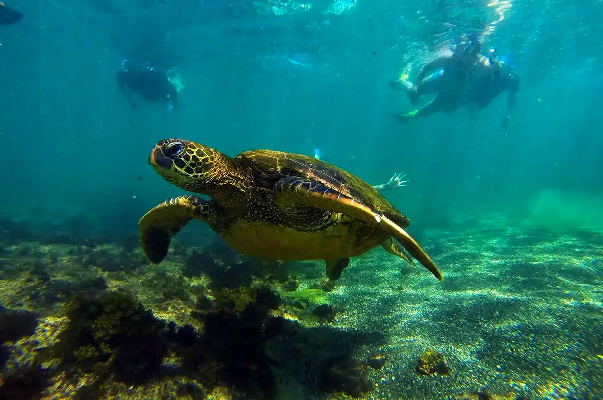 The Best of Galapagos Adventure