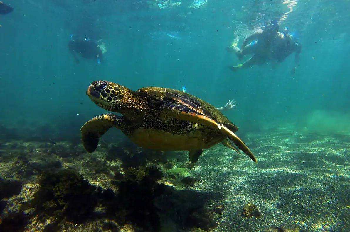 The Best of Galapagos Adventure