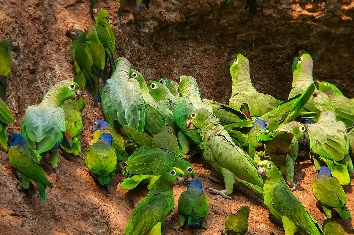 Galapagos and Amazon Quest