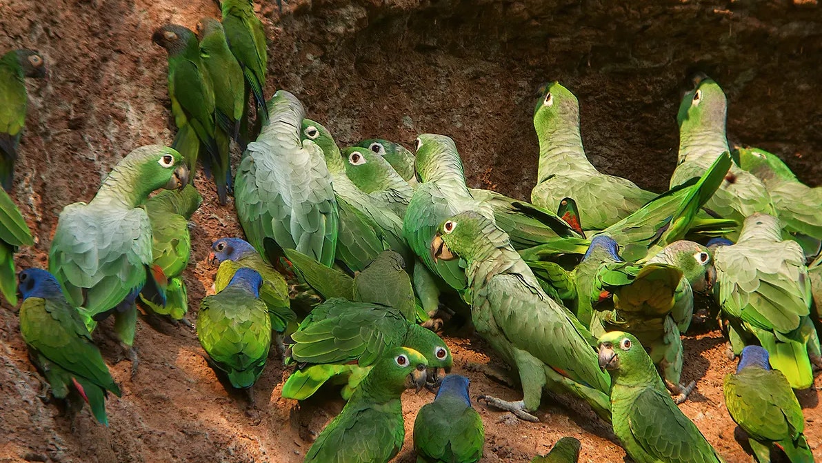 Galapagos and Amazon Quest