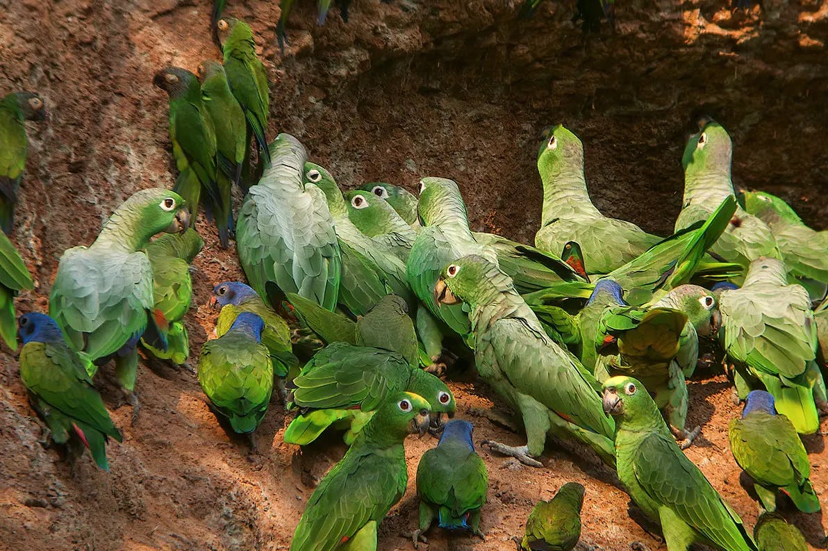 Galapagos and Amazon Quest