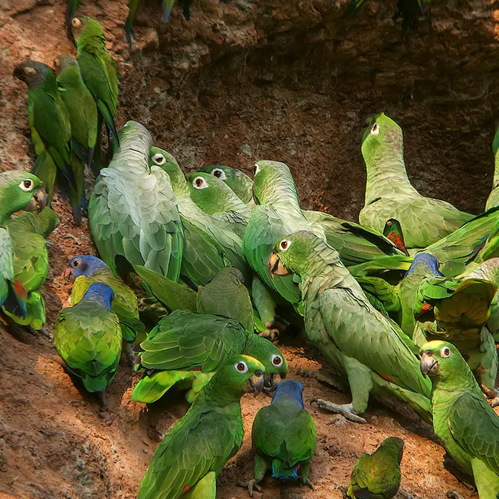 Galapagos and Amazon Quest