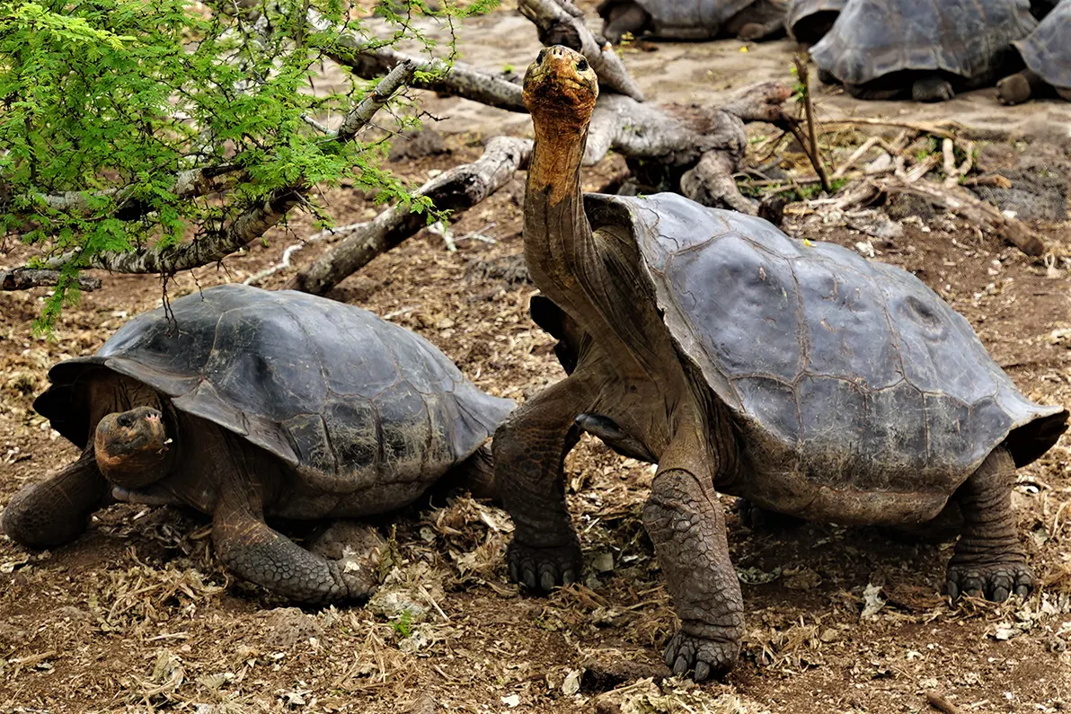 media_SJMLKDD8JRJDP7F4