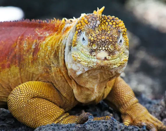 Galapagos and Amazon Quest