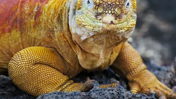 Galapagos and Amazon Quest