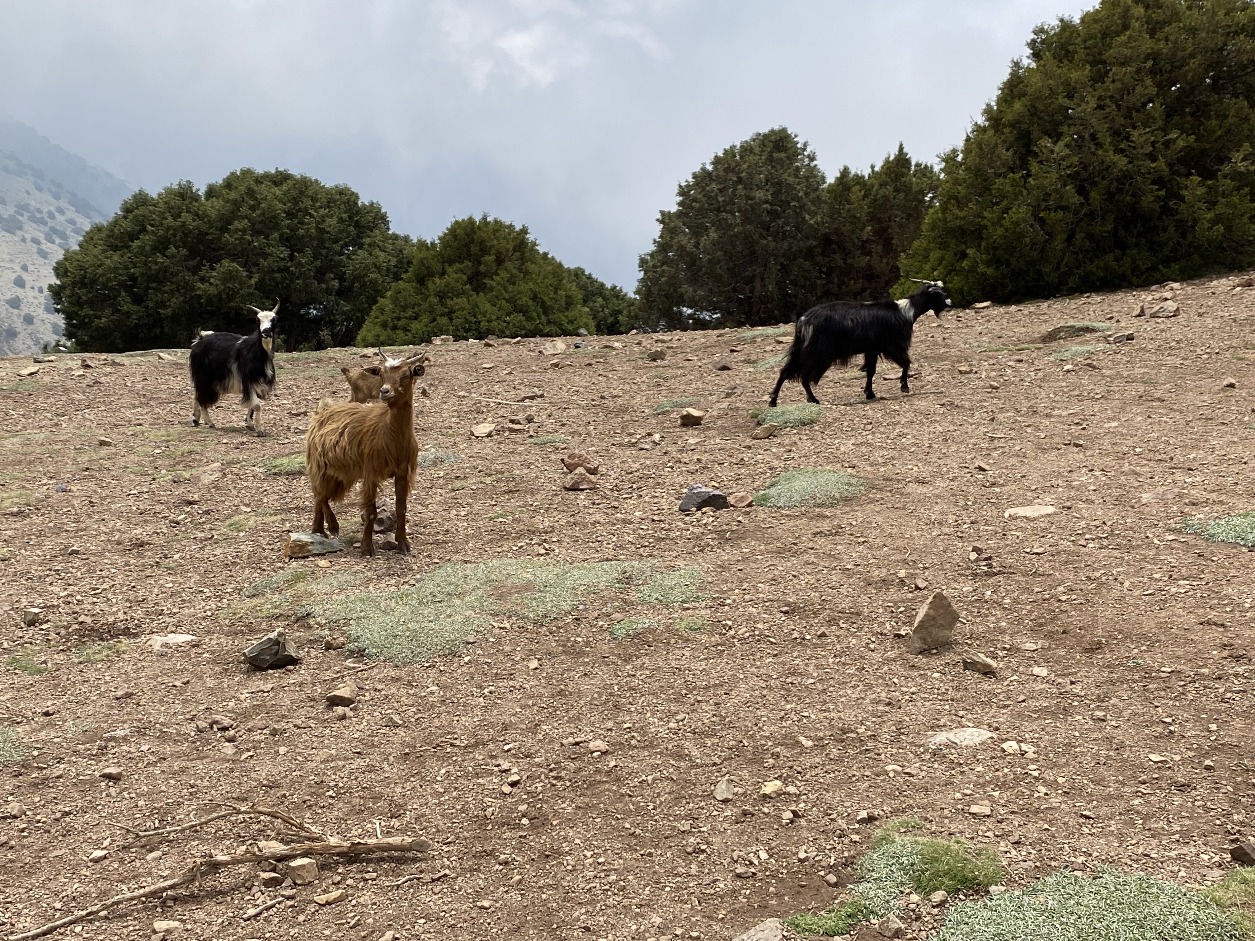 media_F35KVBMFZ7UKPG2R