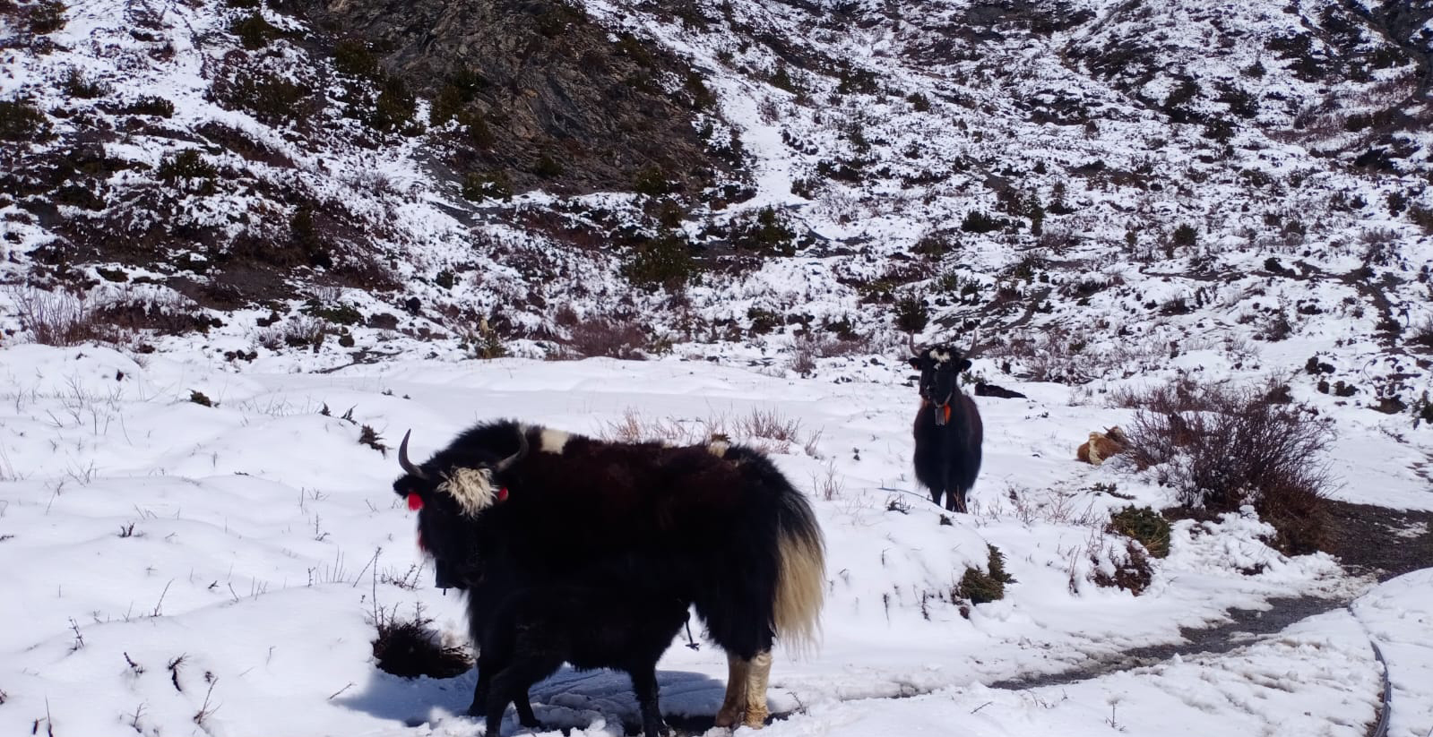 media_555CDJYACNCW3GHP