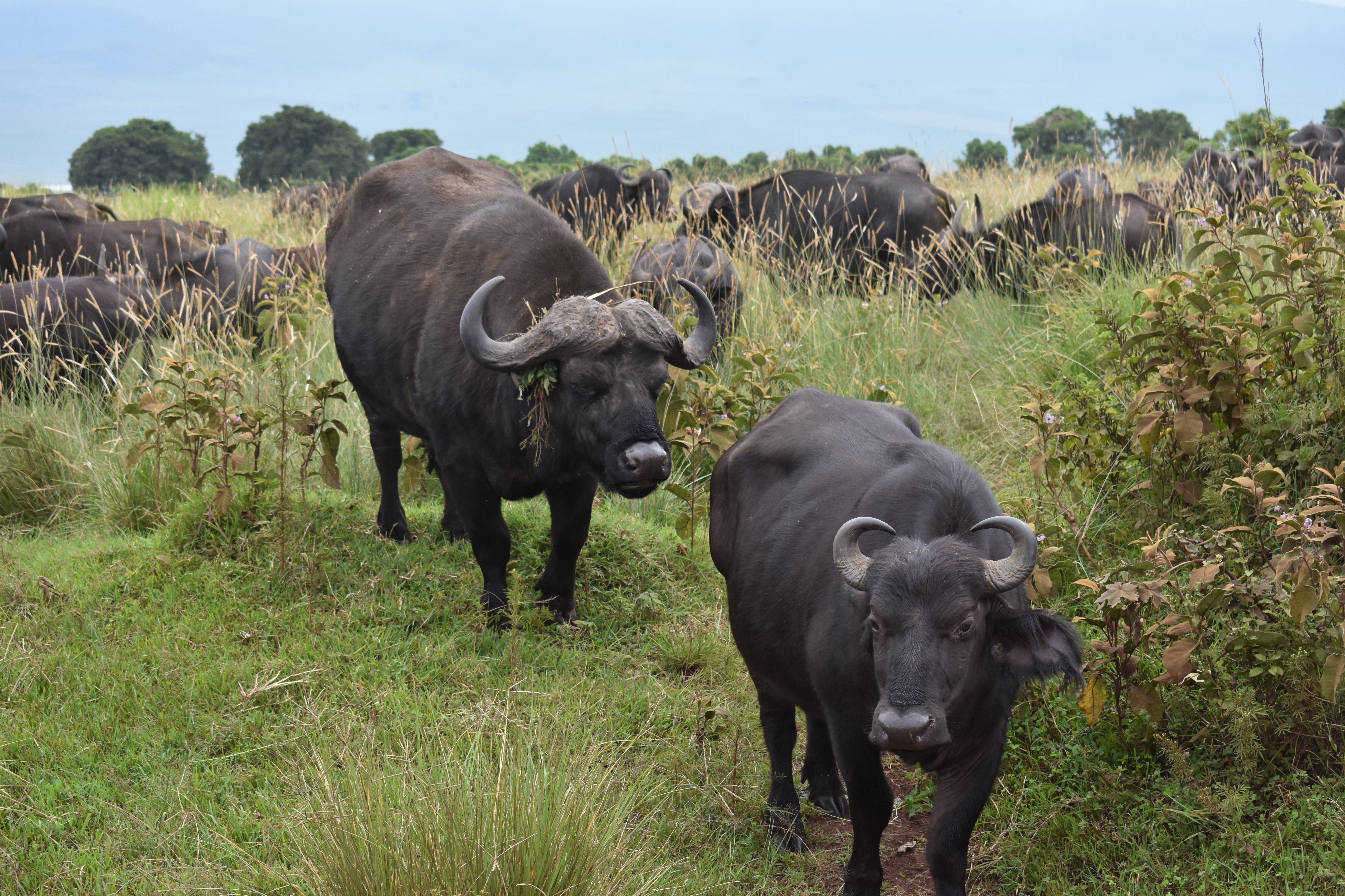 media_EPJGV46HP8L2CDUB