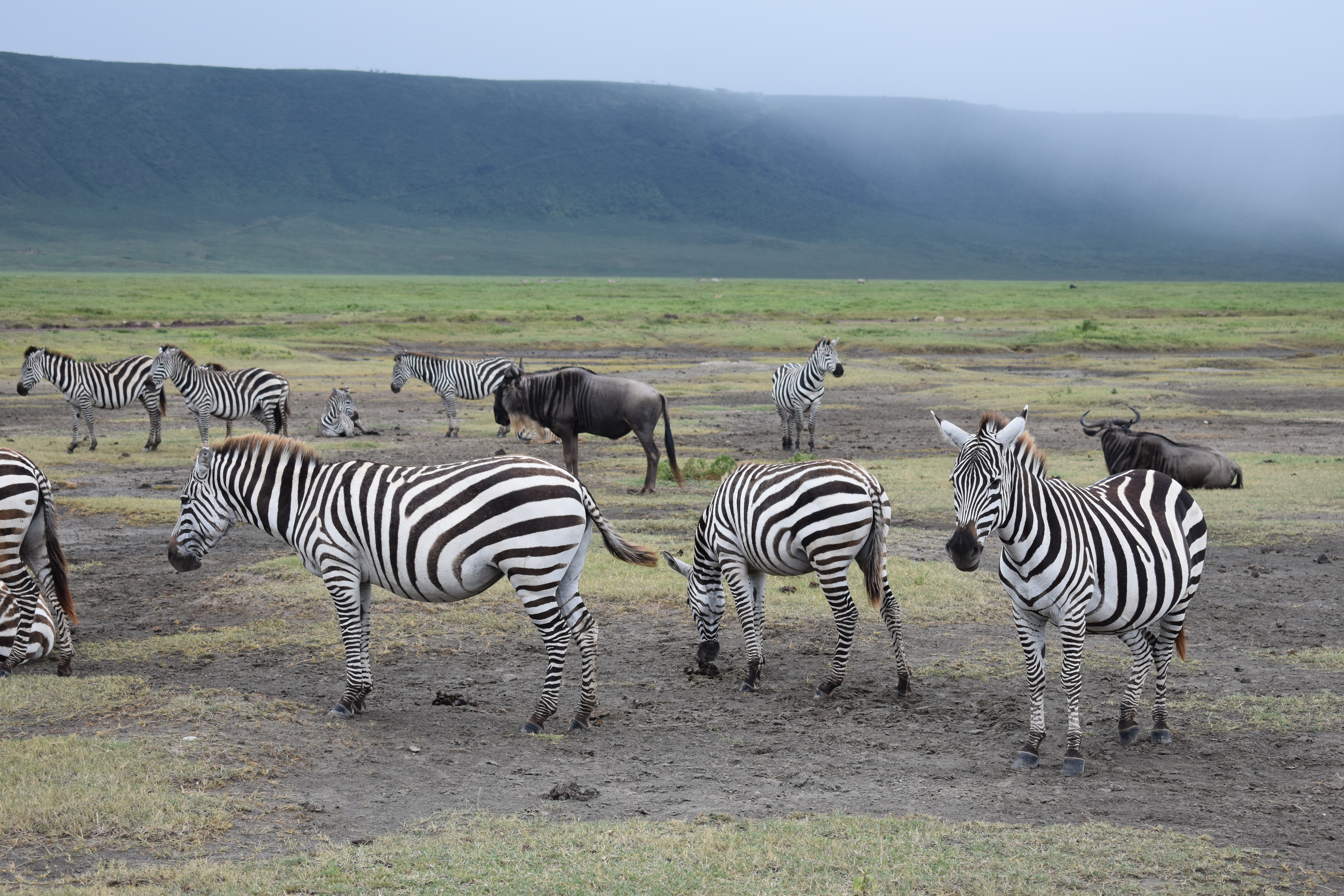 Tarangire, Ngorongoro & Lake Manyara National Park