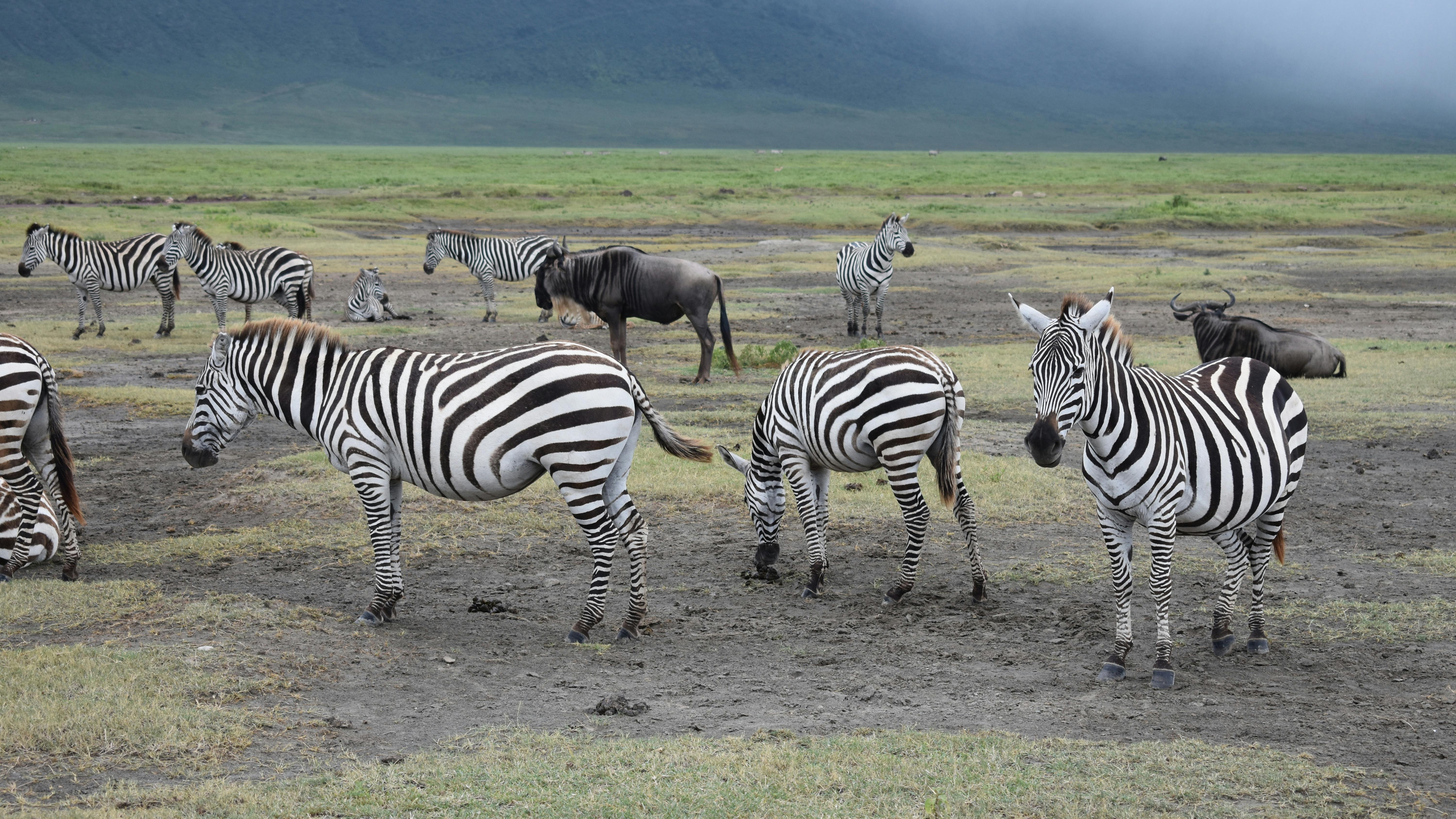 Tarangire, Ngorongoro & Lake Manyara National Park