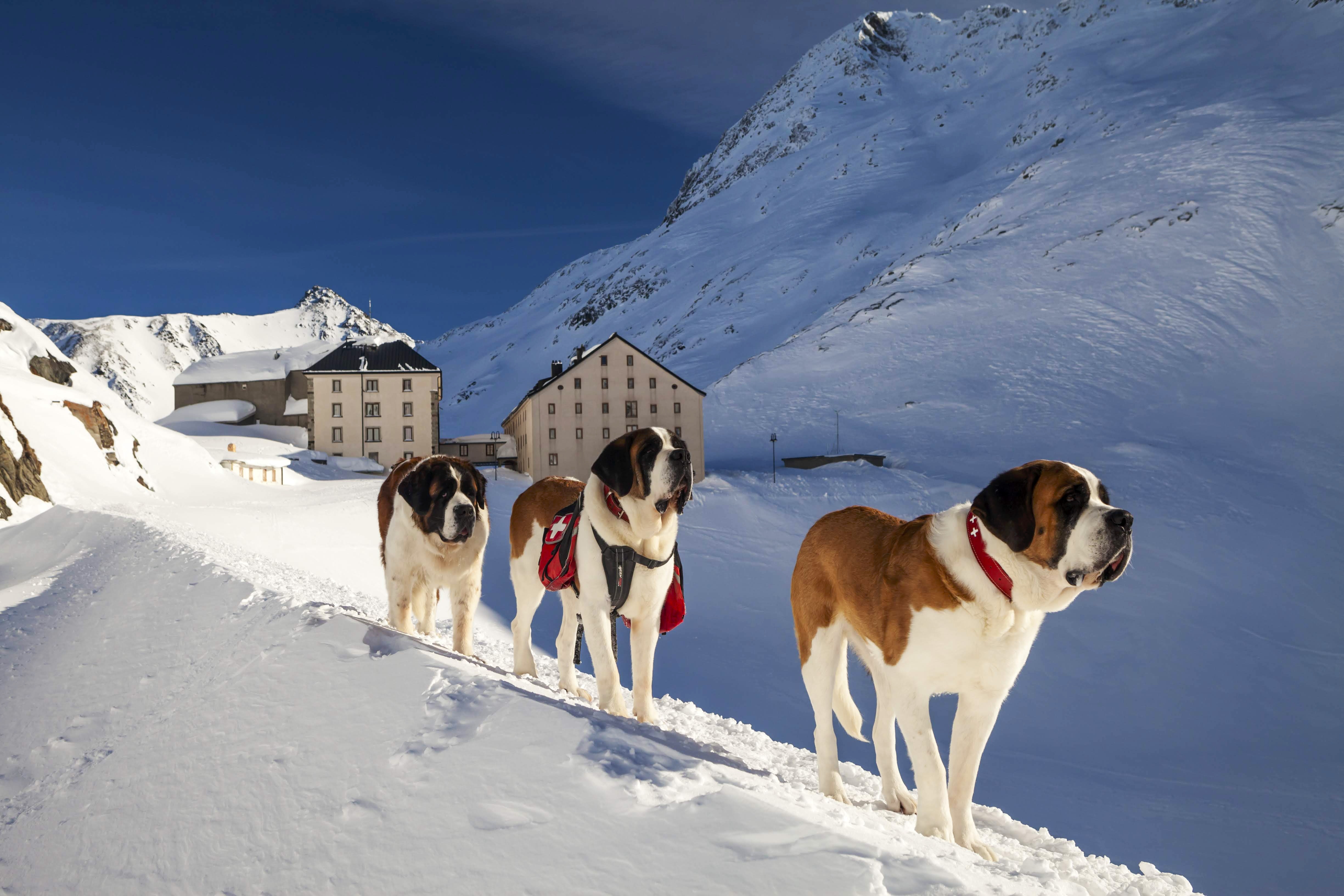 St Bernard's Beginner Snowshoe