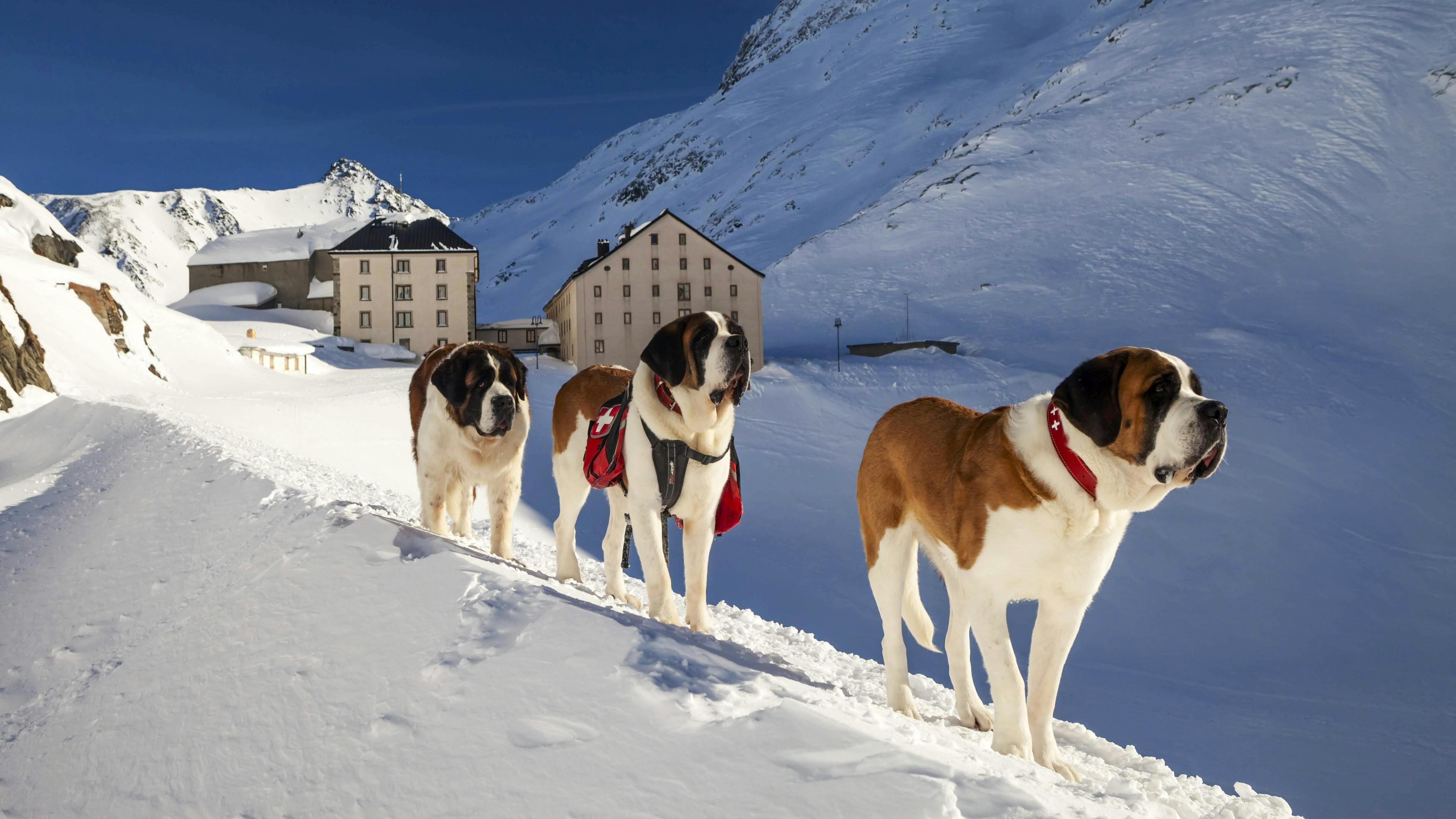 St Bernard's Beginner Snowshoe