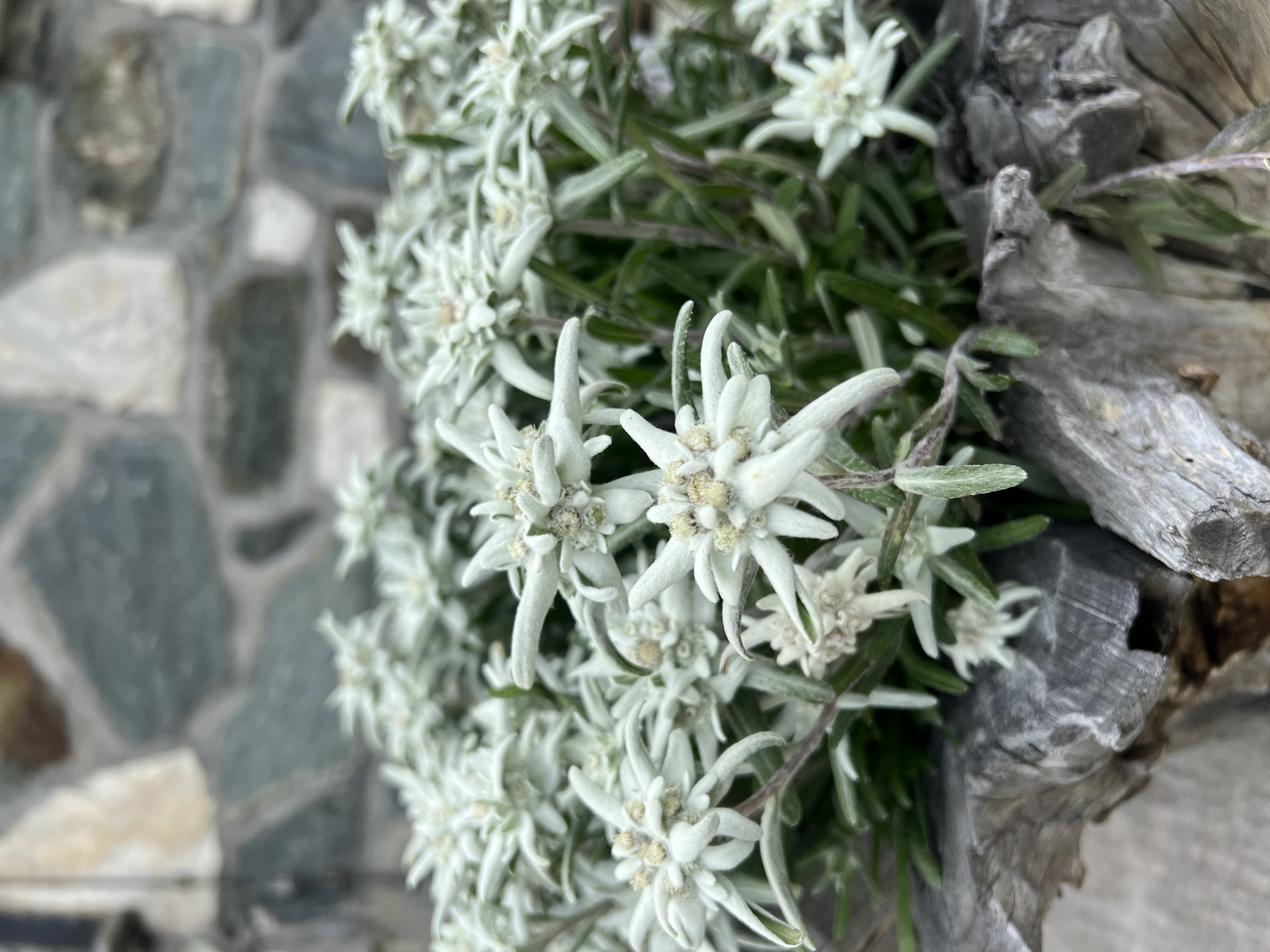 media_SY42LKMSPKHS7UY3