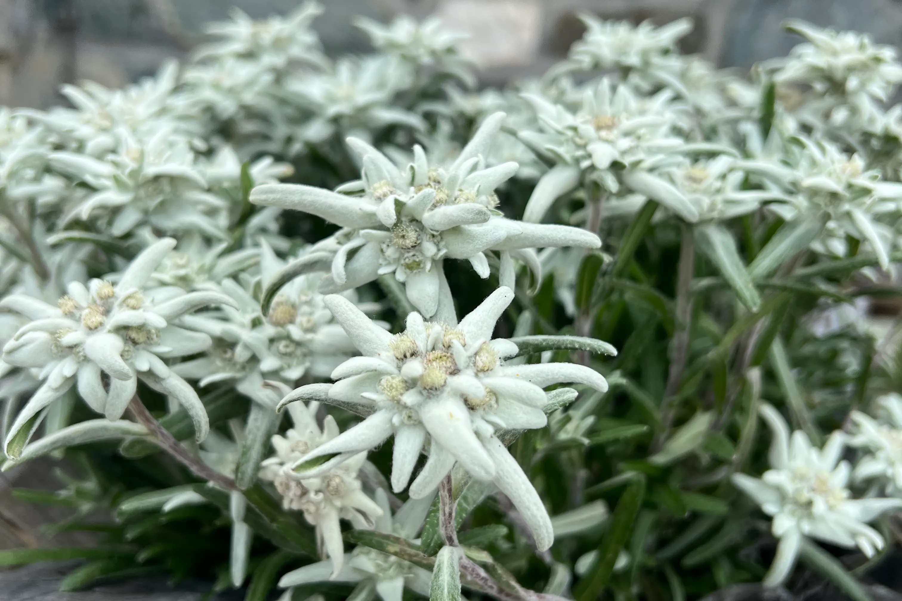 media_SY42LKMSPKHS7UY3