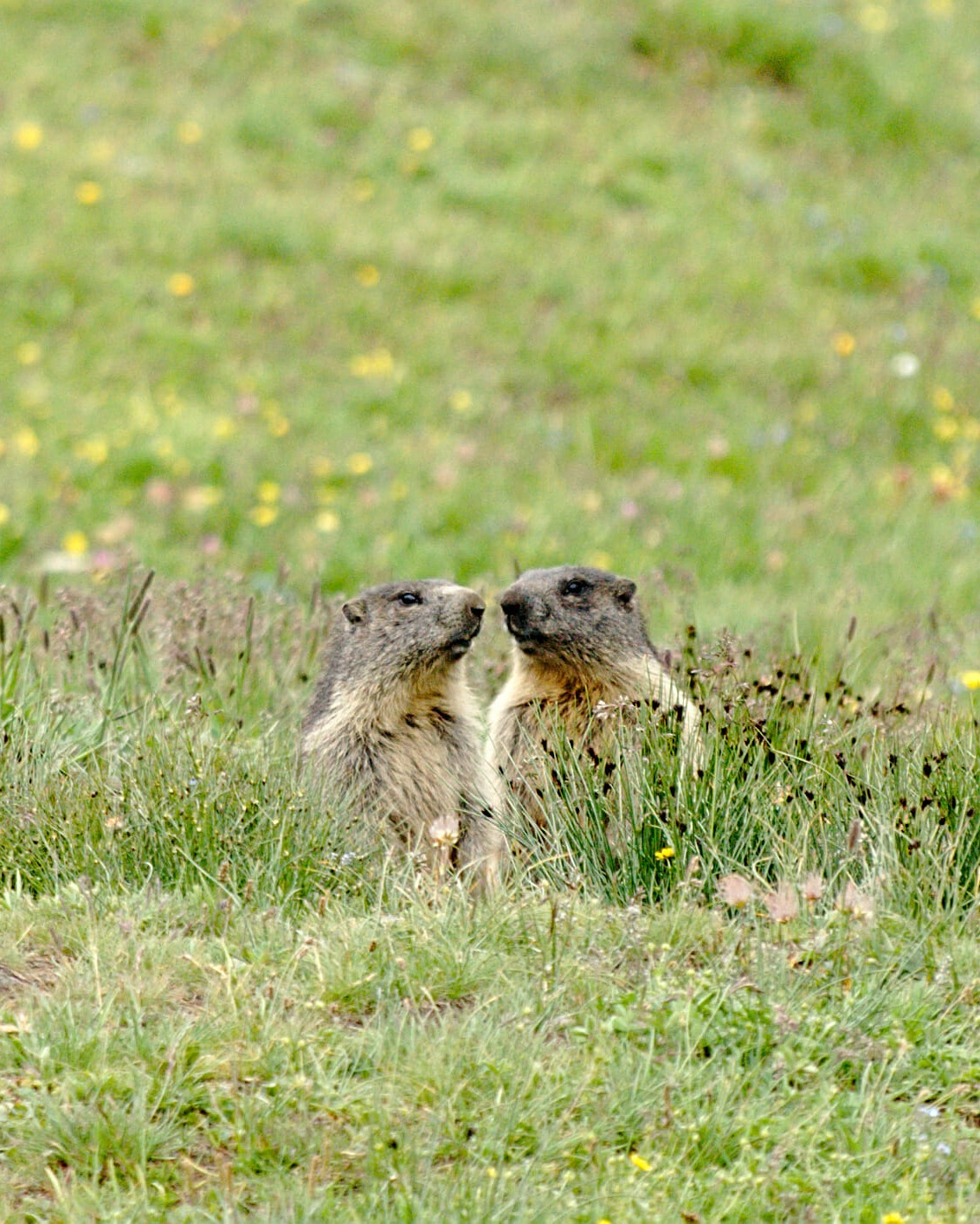 media_U4KLRATXFX6SUB9L