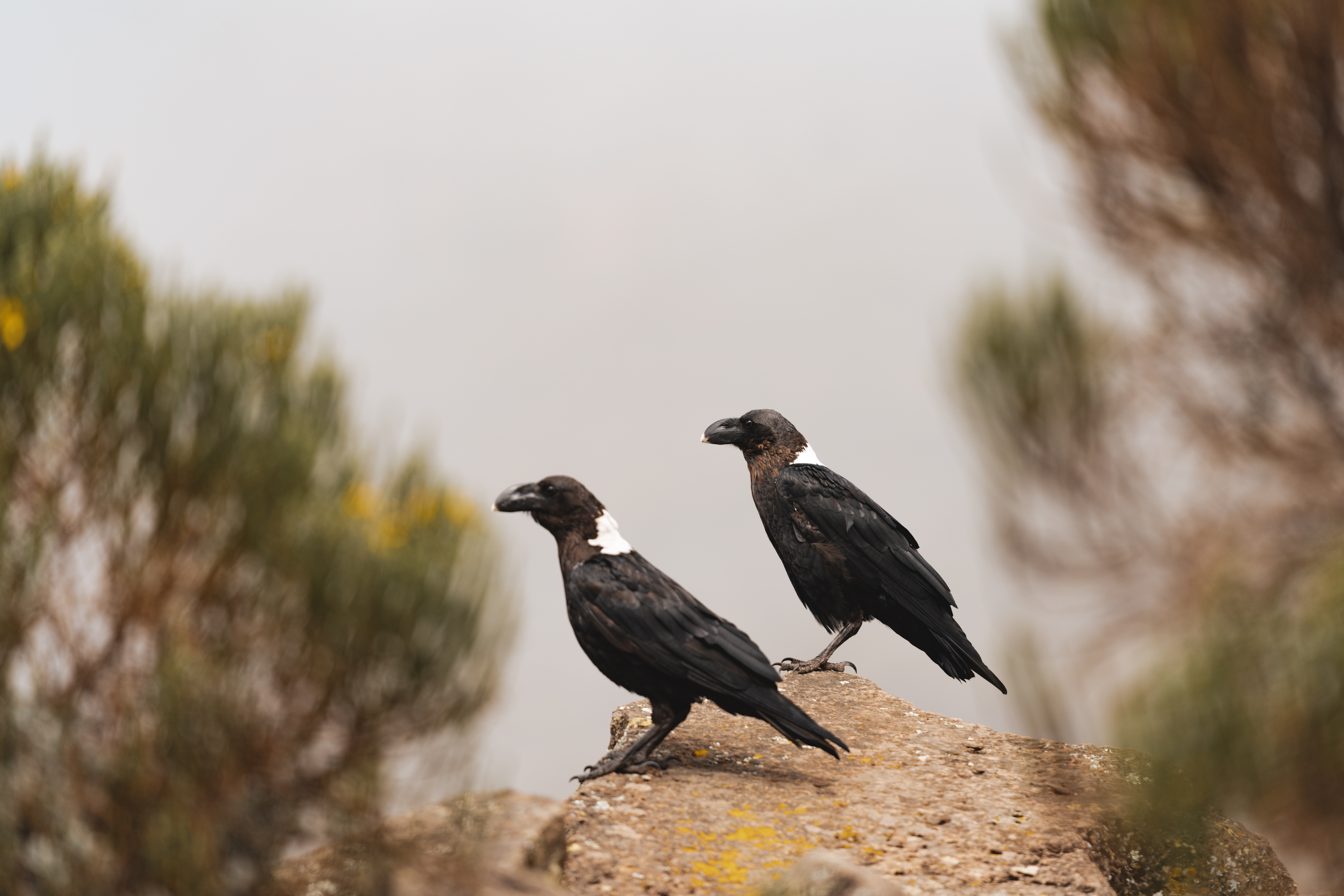 media_MKC96W2FUKJNL5G7