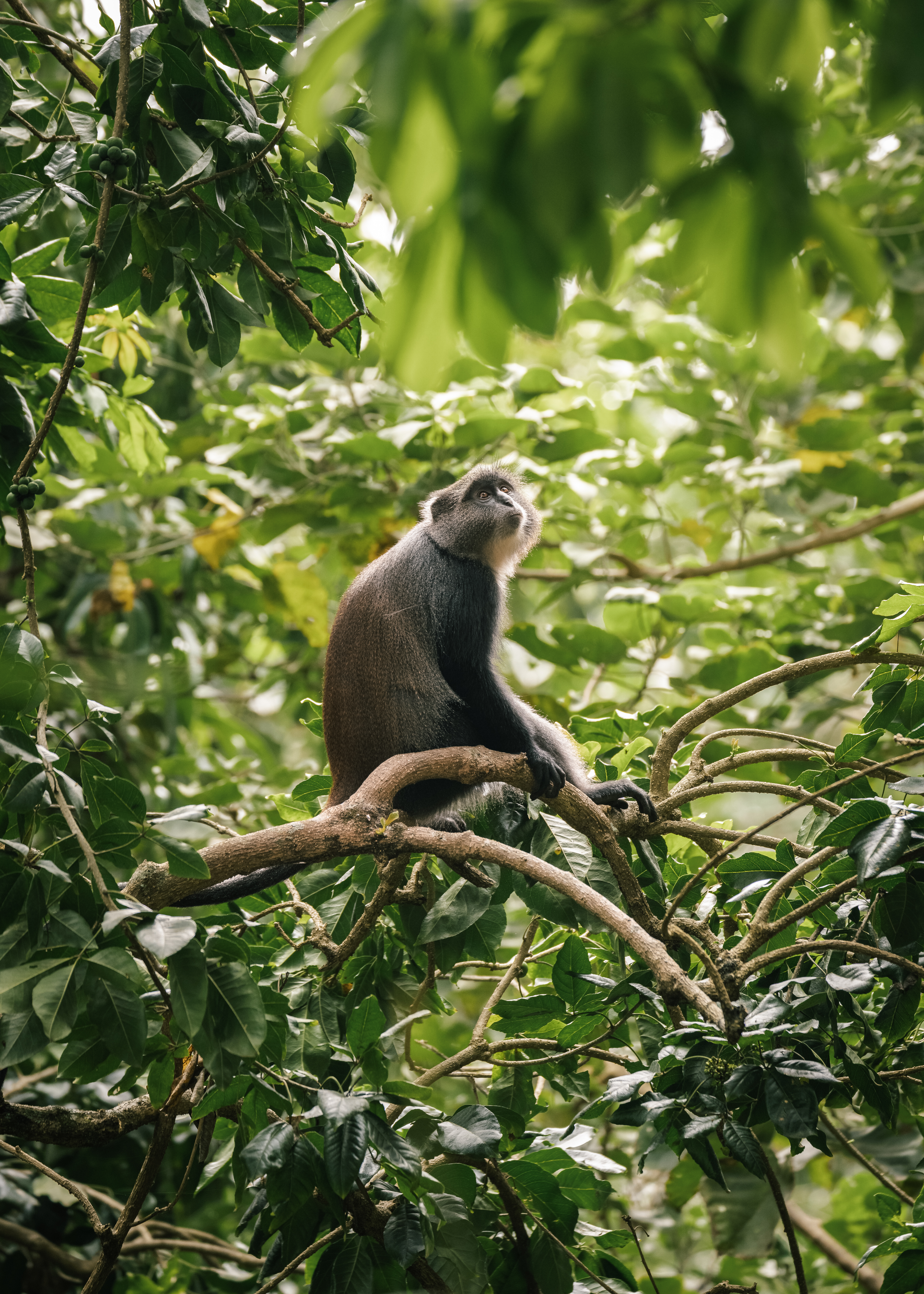 media_QU6L4NYKXJYQNA7D