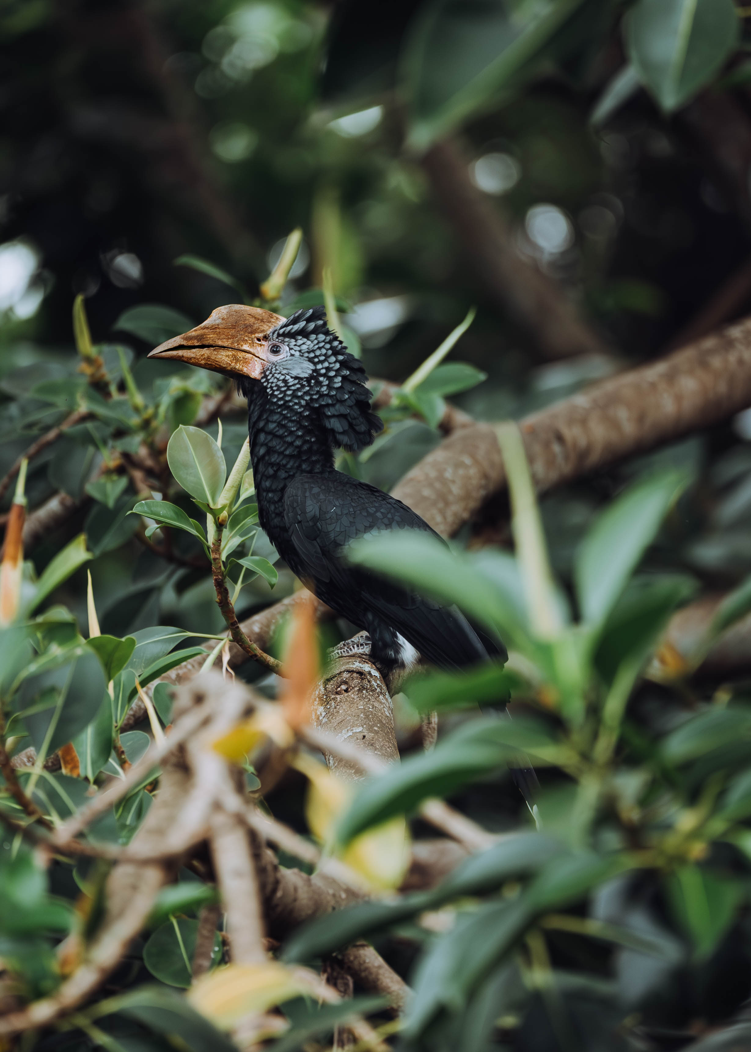 media_SVVYTV86NDENAWFY