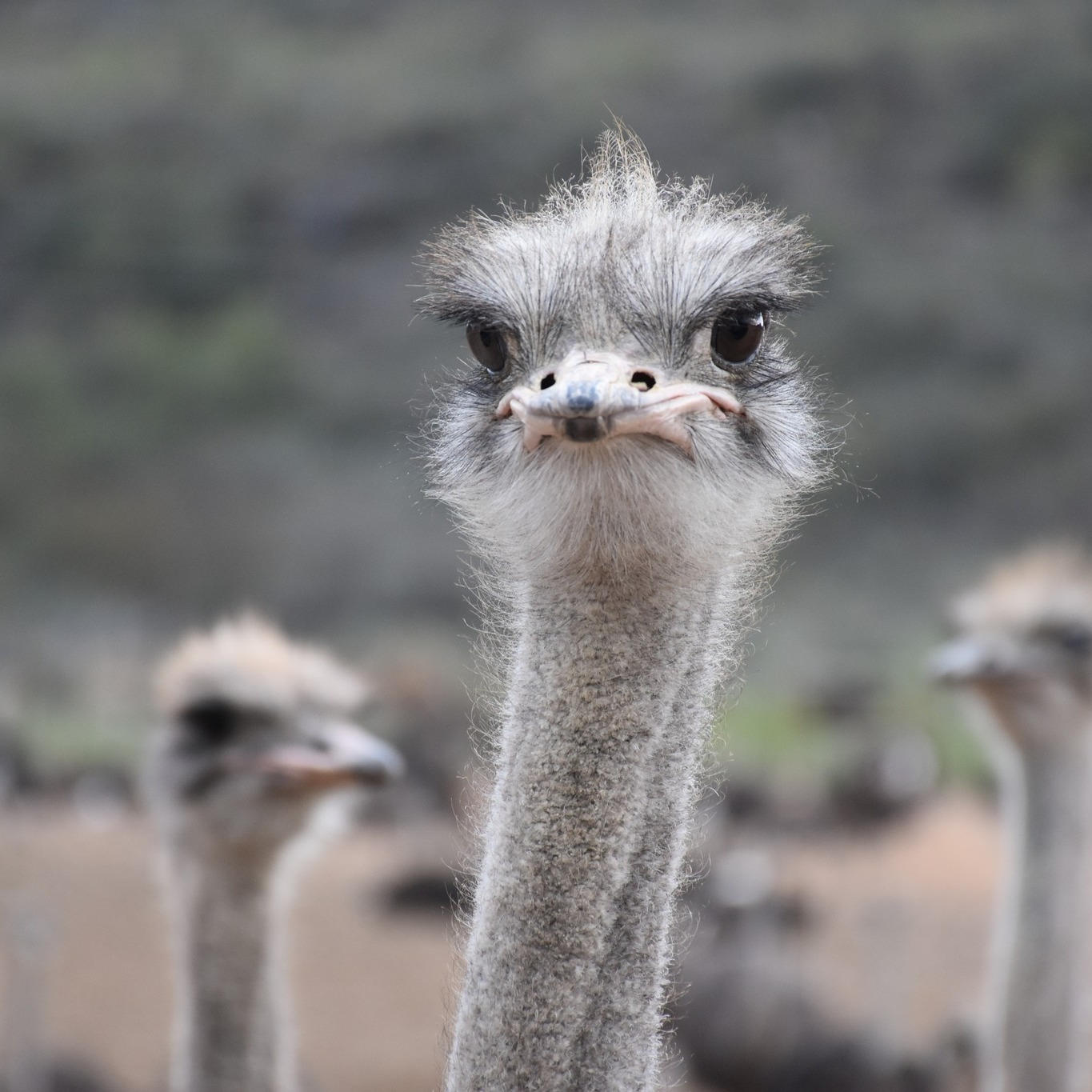 media_MDDSKT8RHKRQRGJC