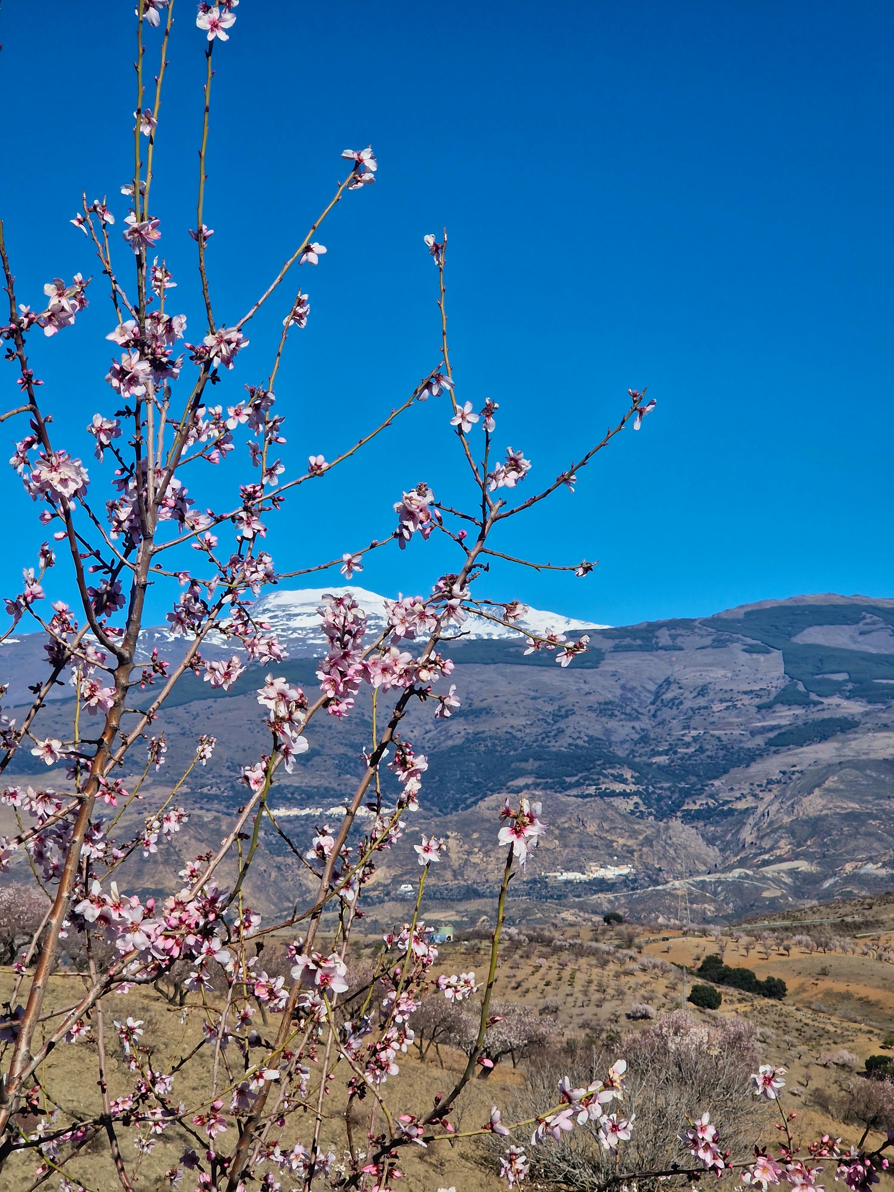 Sierra Nevada: Hiking in Blossom