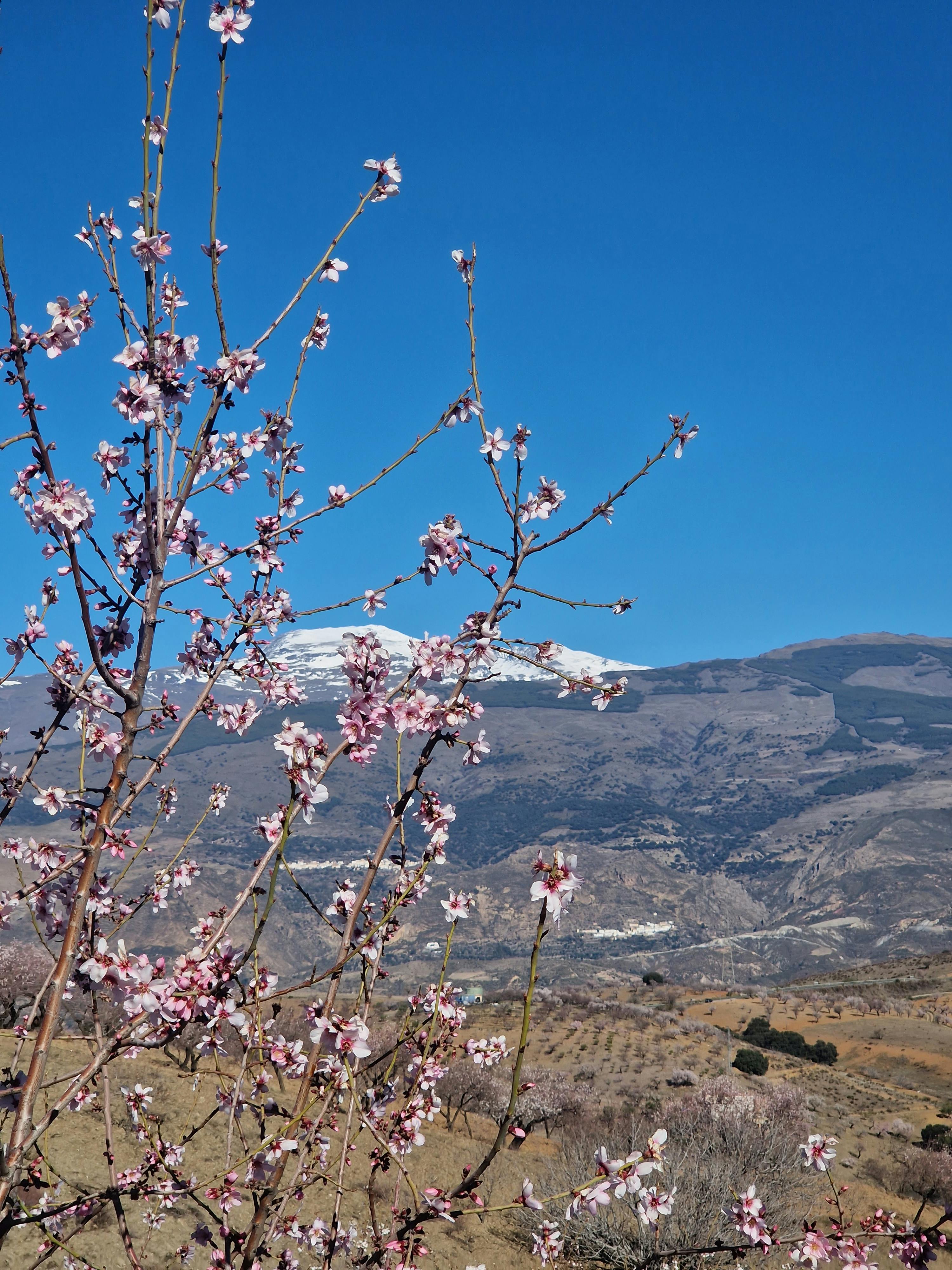 Sierra Nevada: Hiking in Blossom