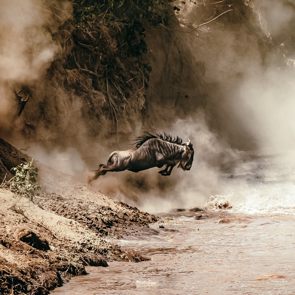 The Great Migration Safari