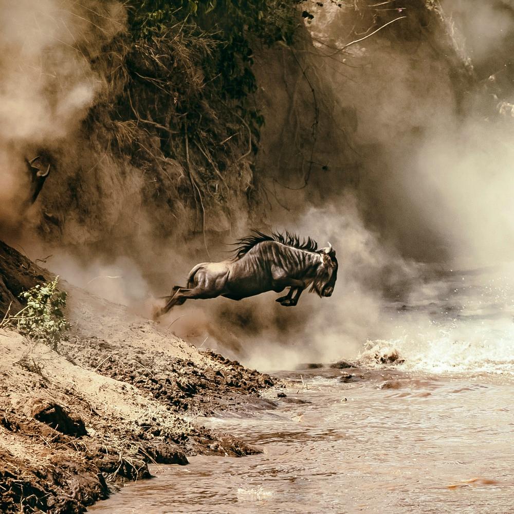 The Great Migration Safari