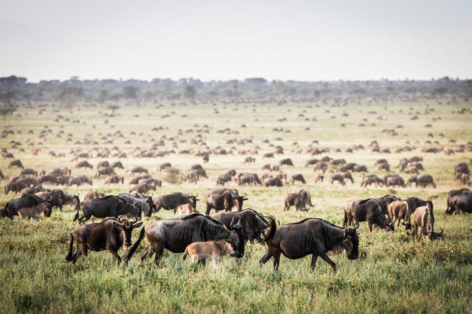 The Journey Of Wildebeest Migration Safari