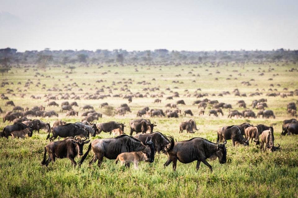 The Journey Of Wildebeest Migration Safari