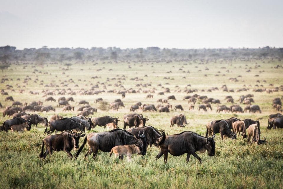 The Journey Of Wildebeest Migration Safari