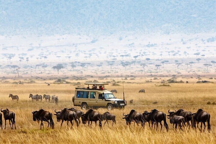Camping Safari to Tarangire, Serengeti, and Ngorongoro.