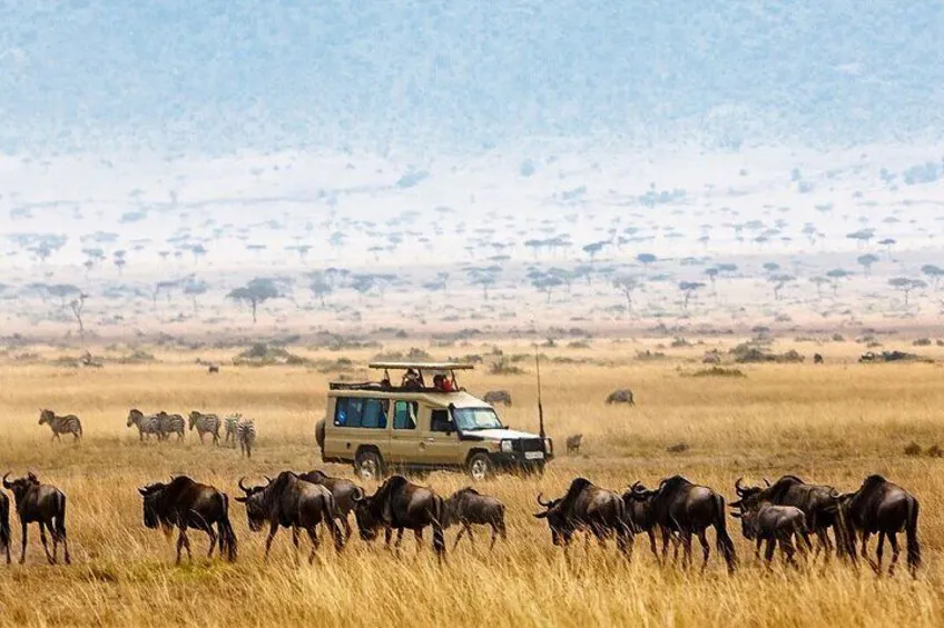 Camping Safari to Tarangire, Serengeti, and Ngorongoro.