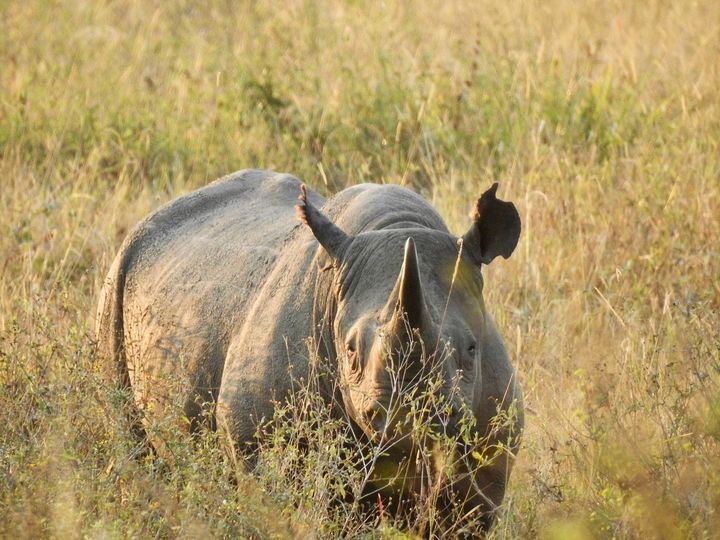 image_ZSBGH4TP7M5DGSG8