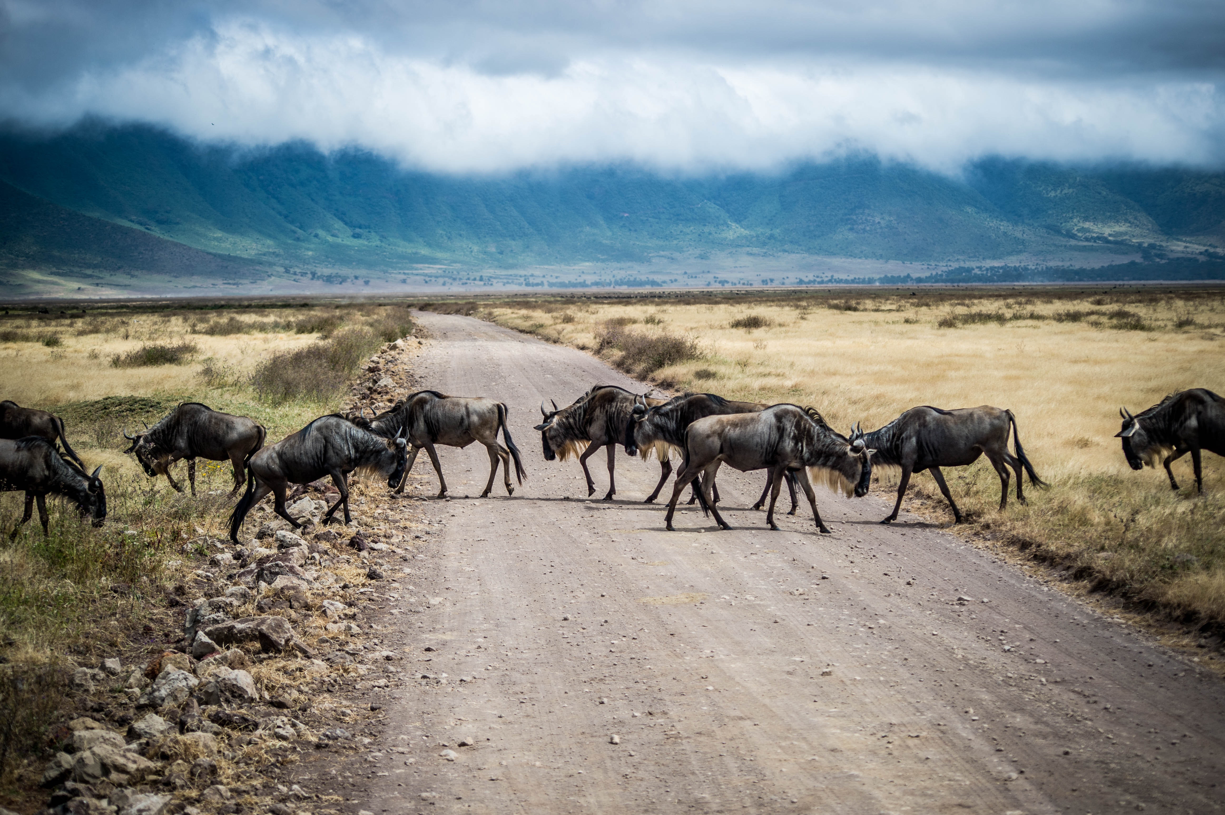 Tarangire, Ngorongoro & Lake Manyara National Park
