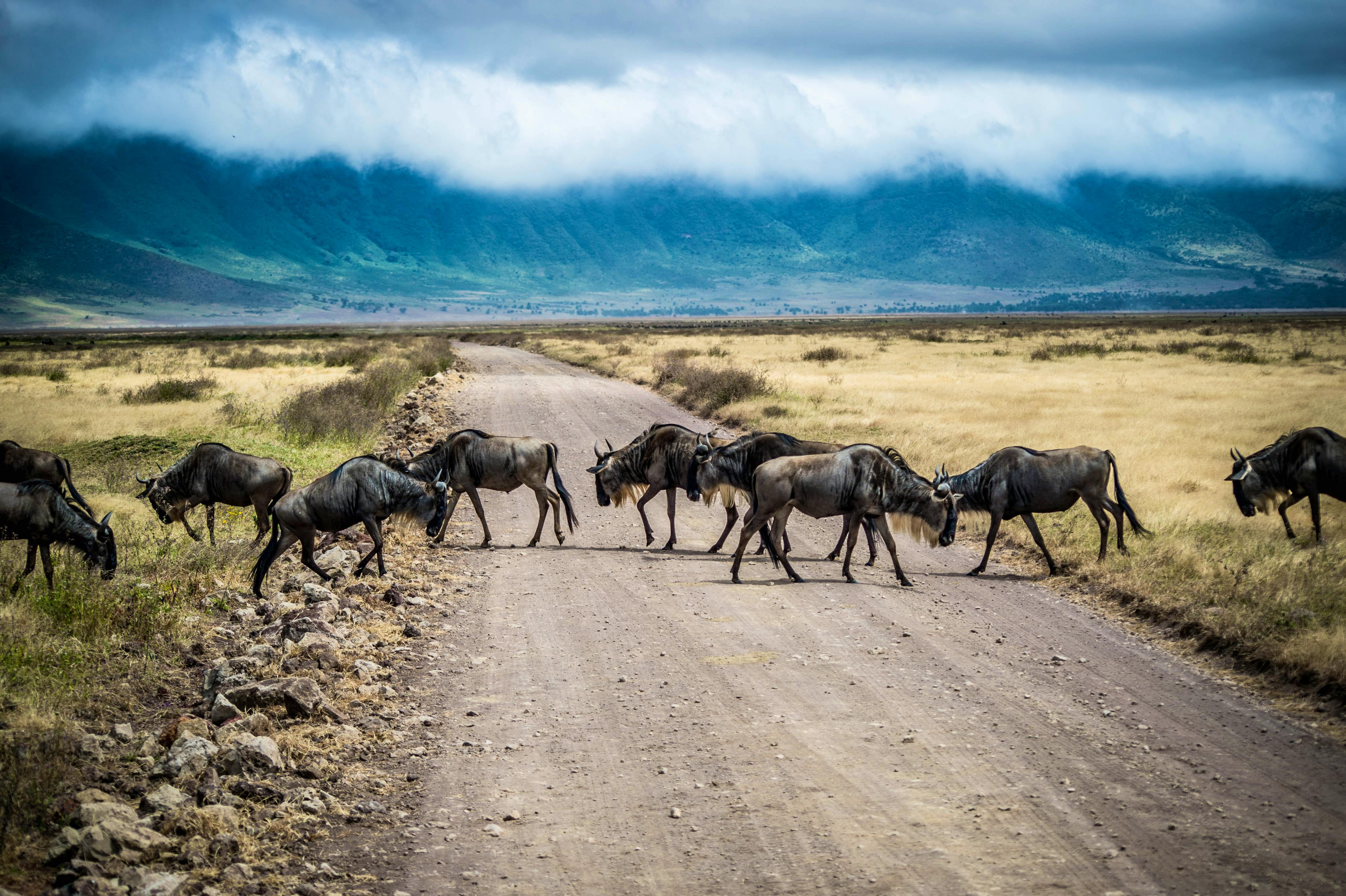 Tarangire, Ngorongoro & Lake Manyara National Park