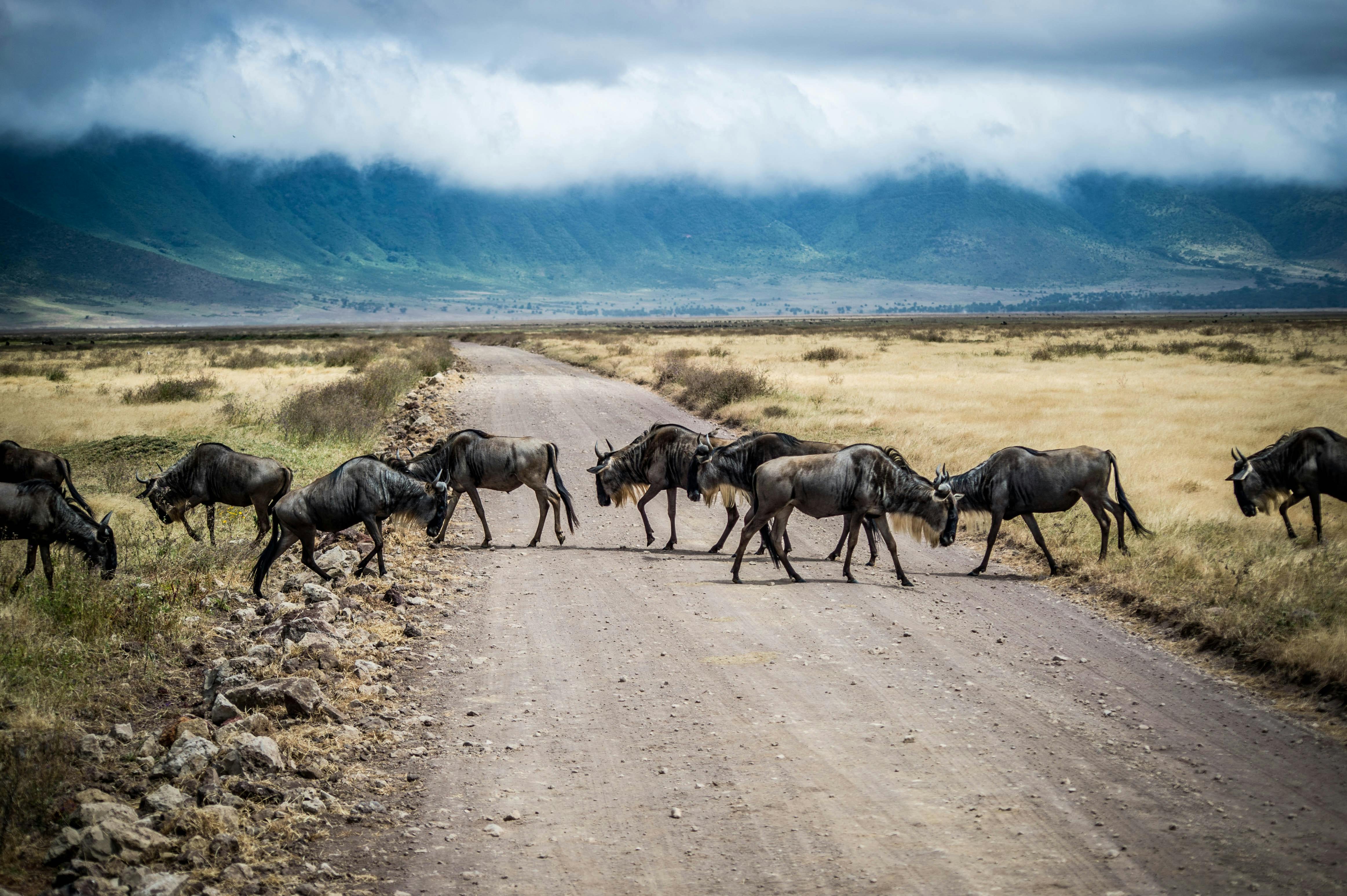 Tarangire, Ngorongoro & Lake Manyara National Park