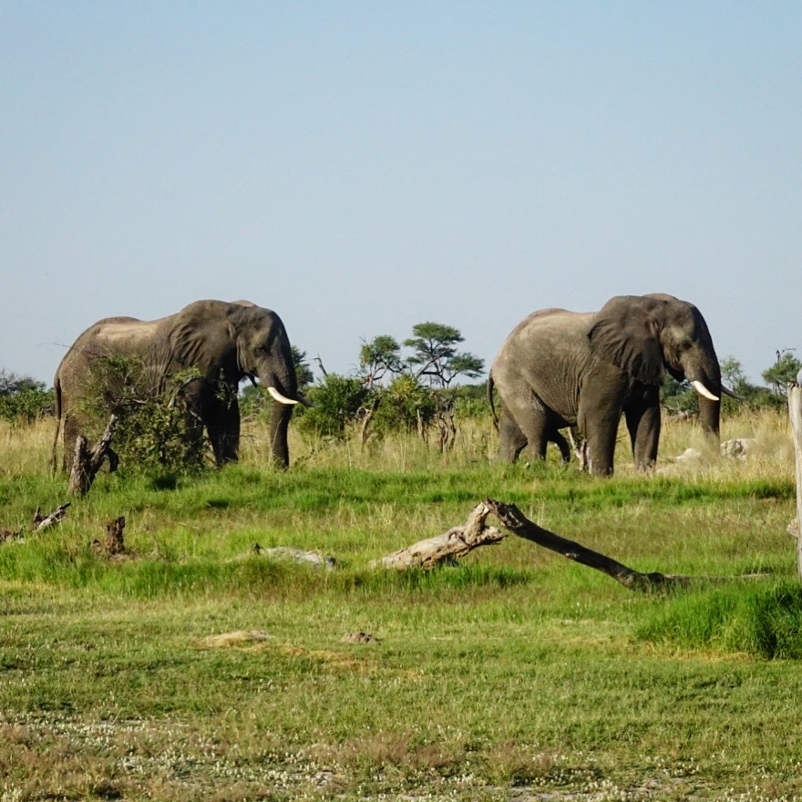 Ol Pejeta Safari