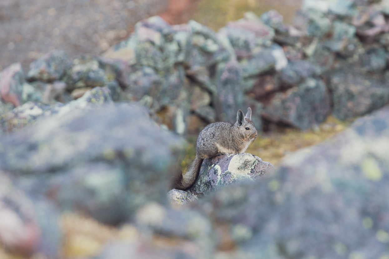 image_4BKJ7U8QCV4RRC9B