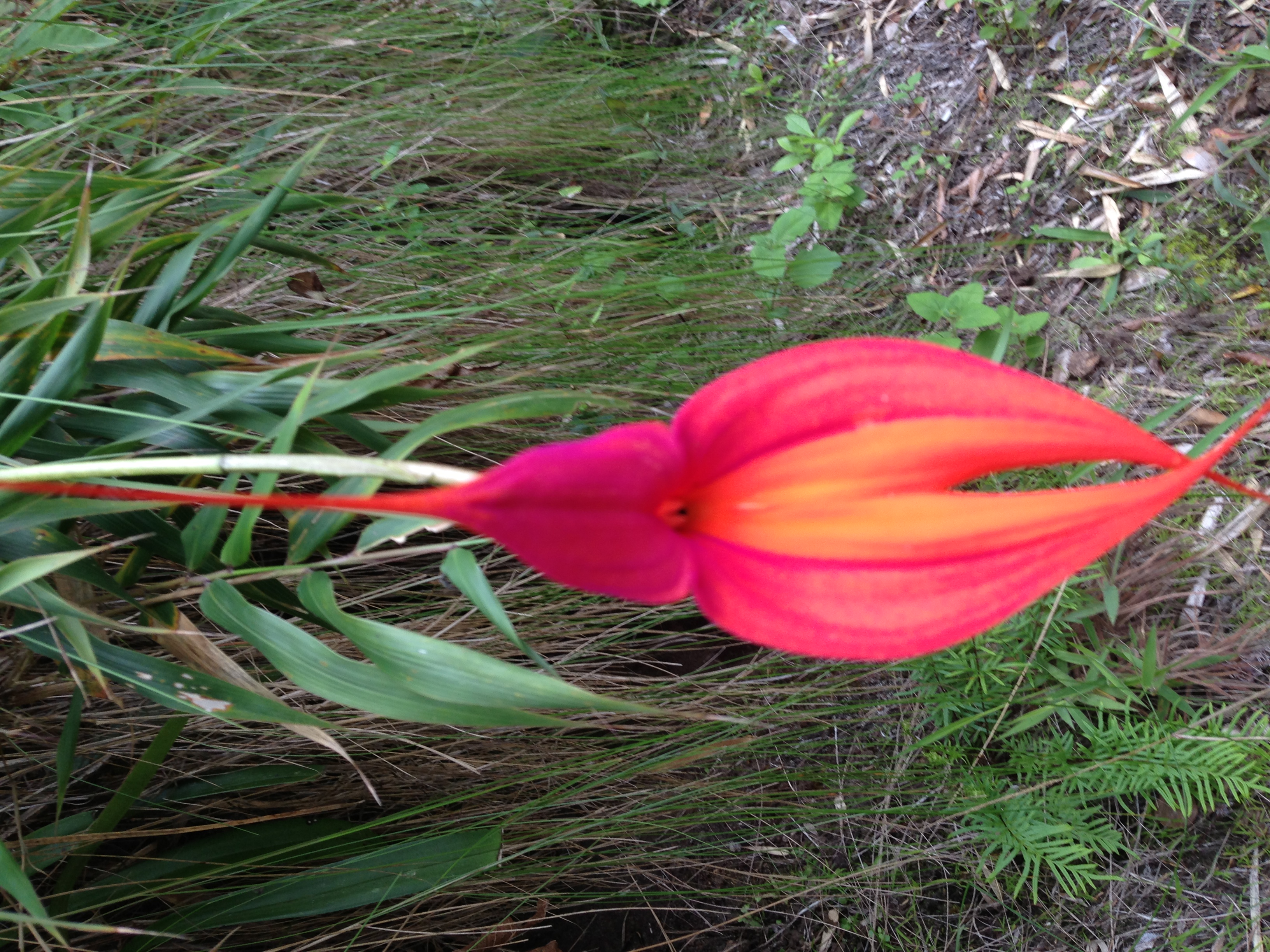 image_SNWLYSHEKM2J9RHC