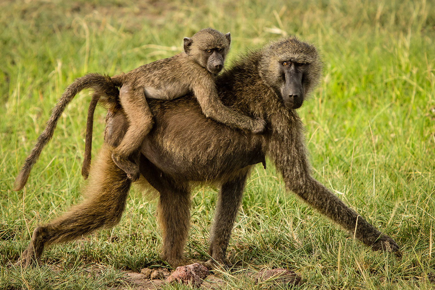 image_T5JKKX648YXPUMPV