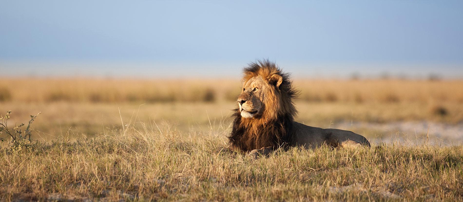 image_4P39QN89Q5LBR5S4