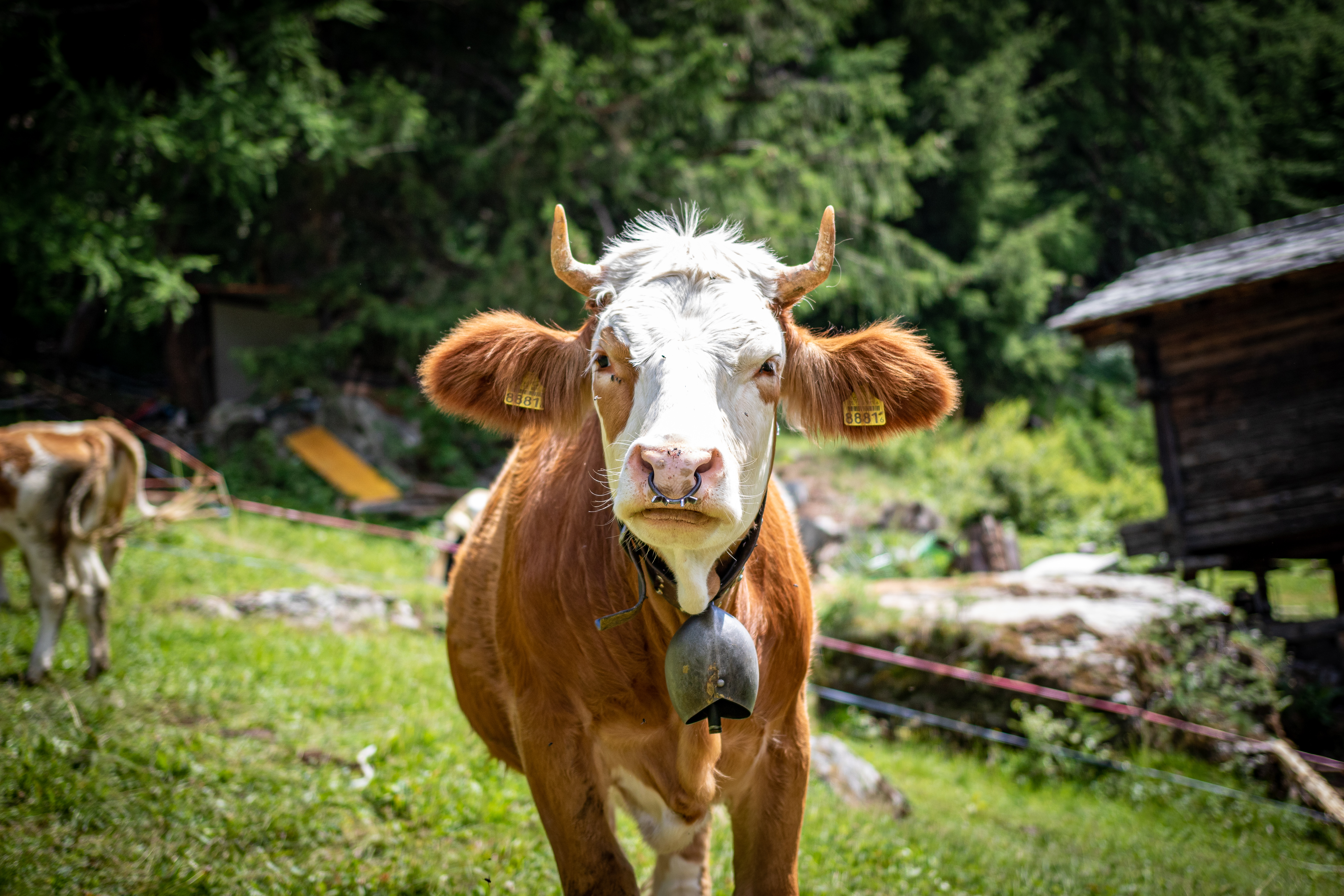 3c20218c-23bc-4b53-840c-21d3681f8f07